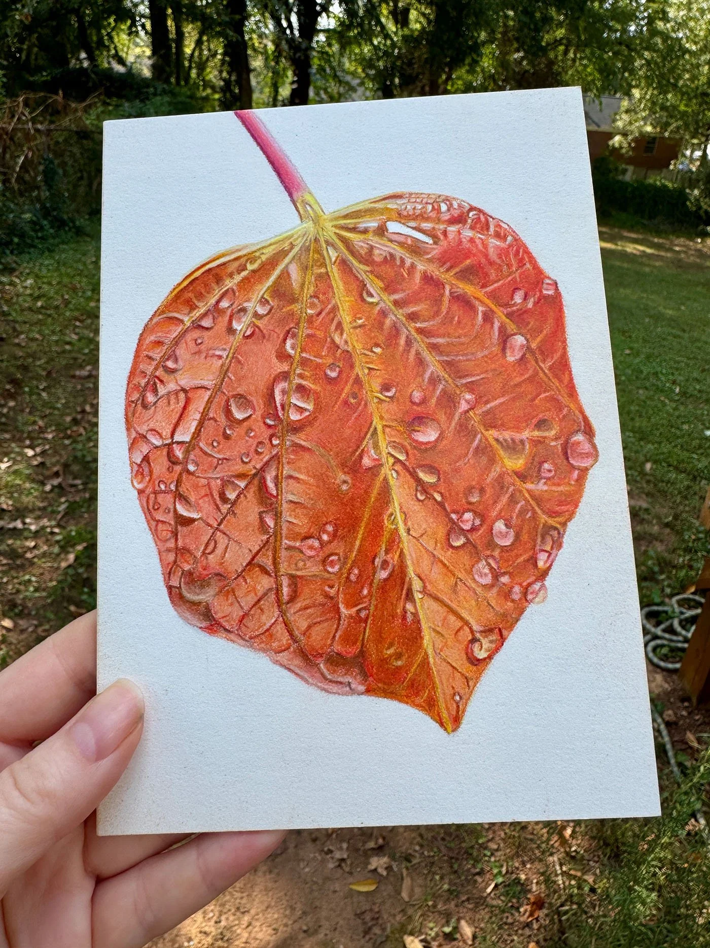 RisingSunRedBudLeaf2WEB.jpg