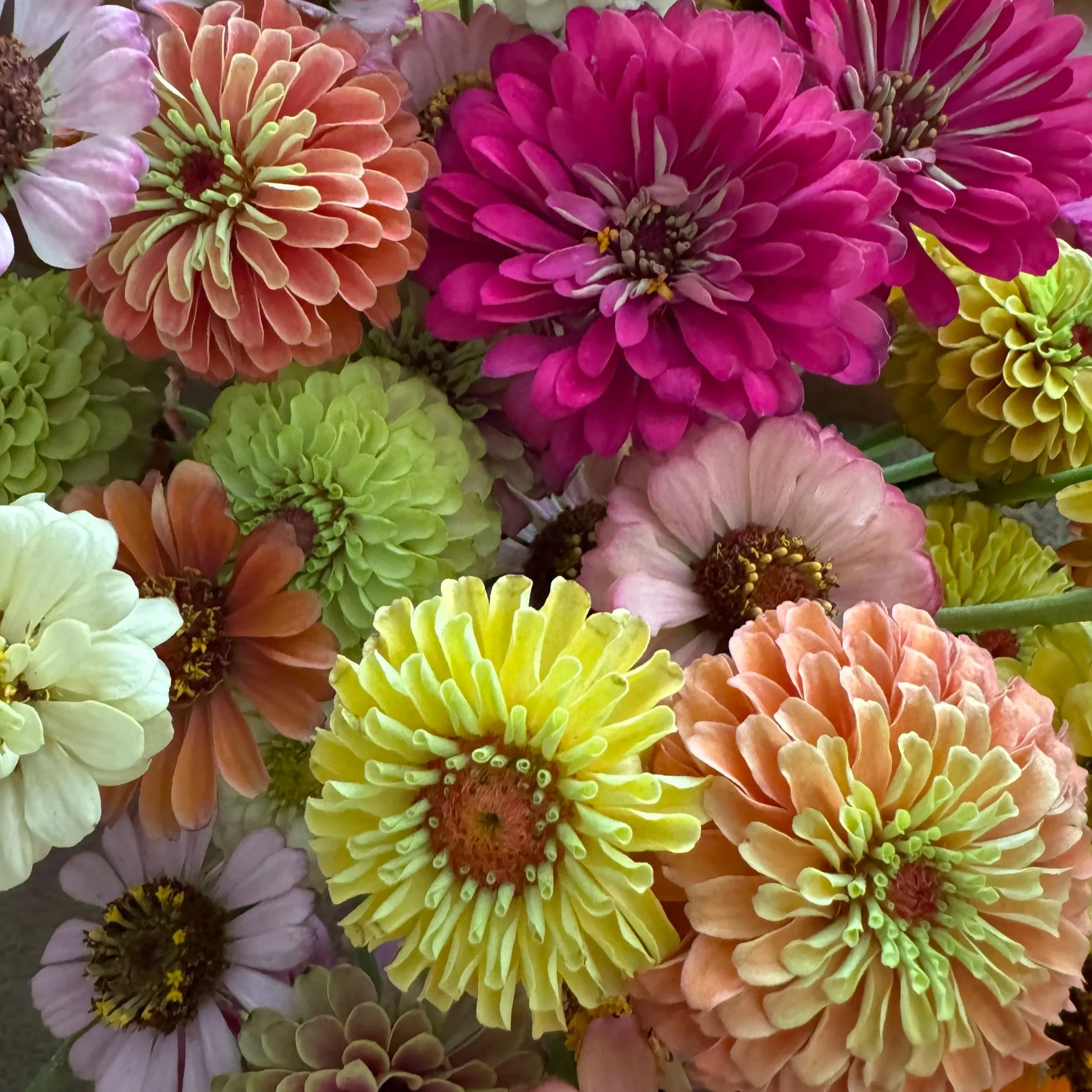 Grandparent’s Day in the Garden