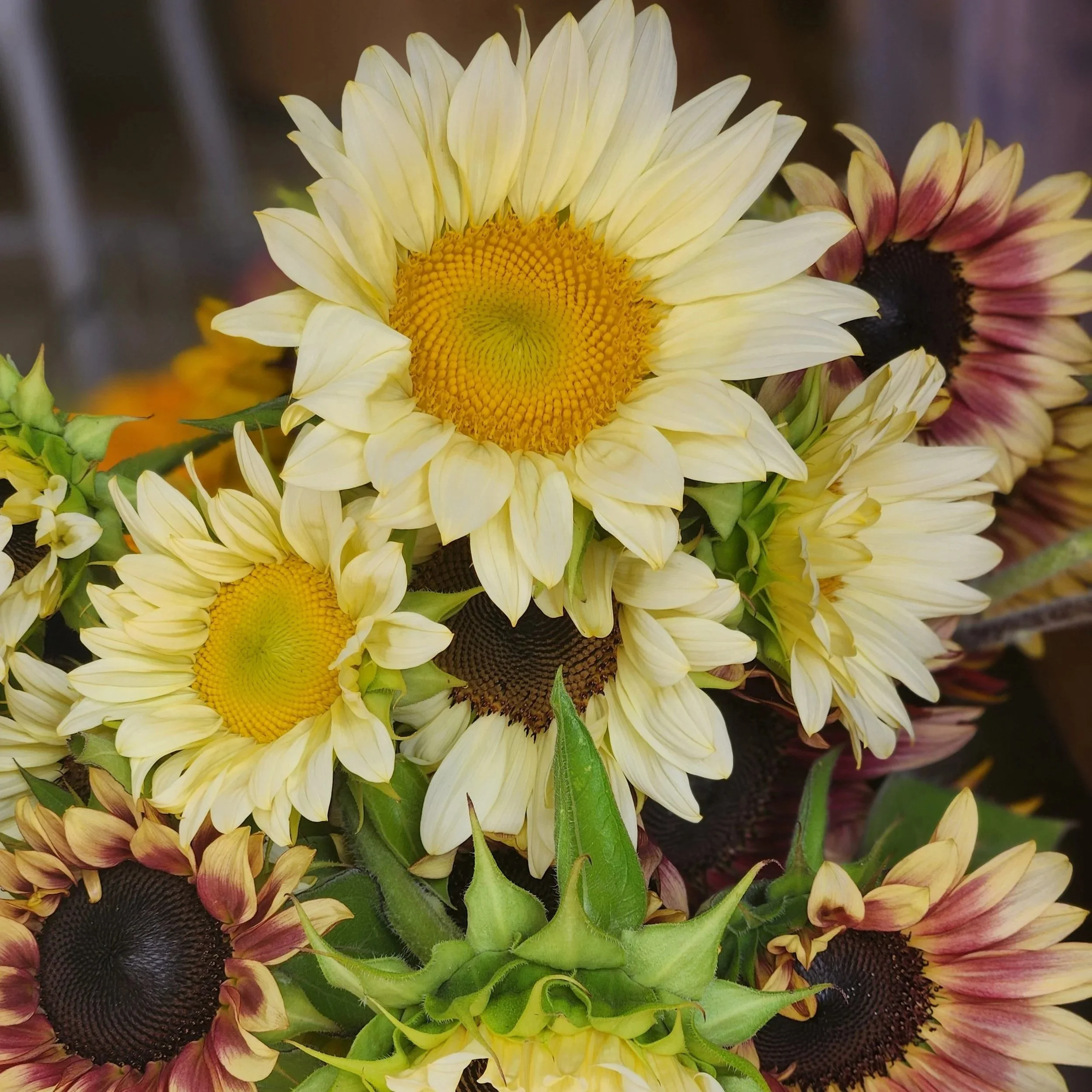 Fall Flowers