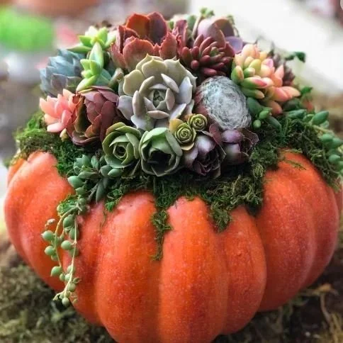 Succulent Pumpkins