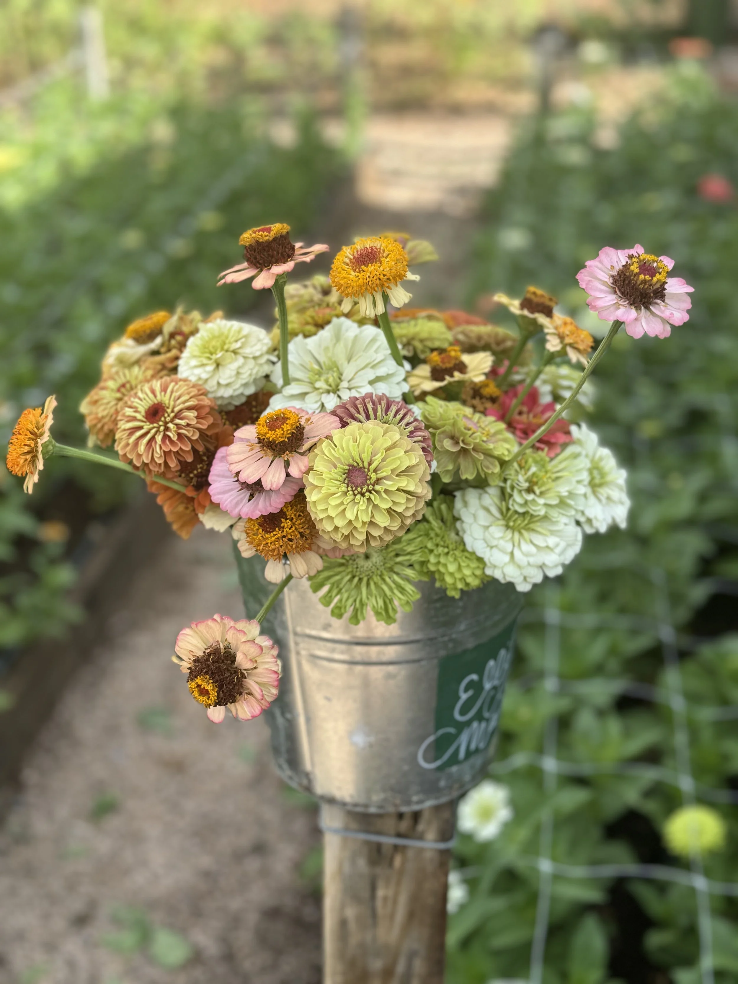 Autumn U-pick