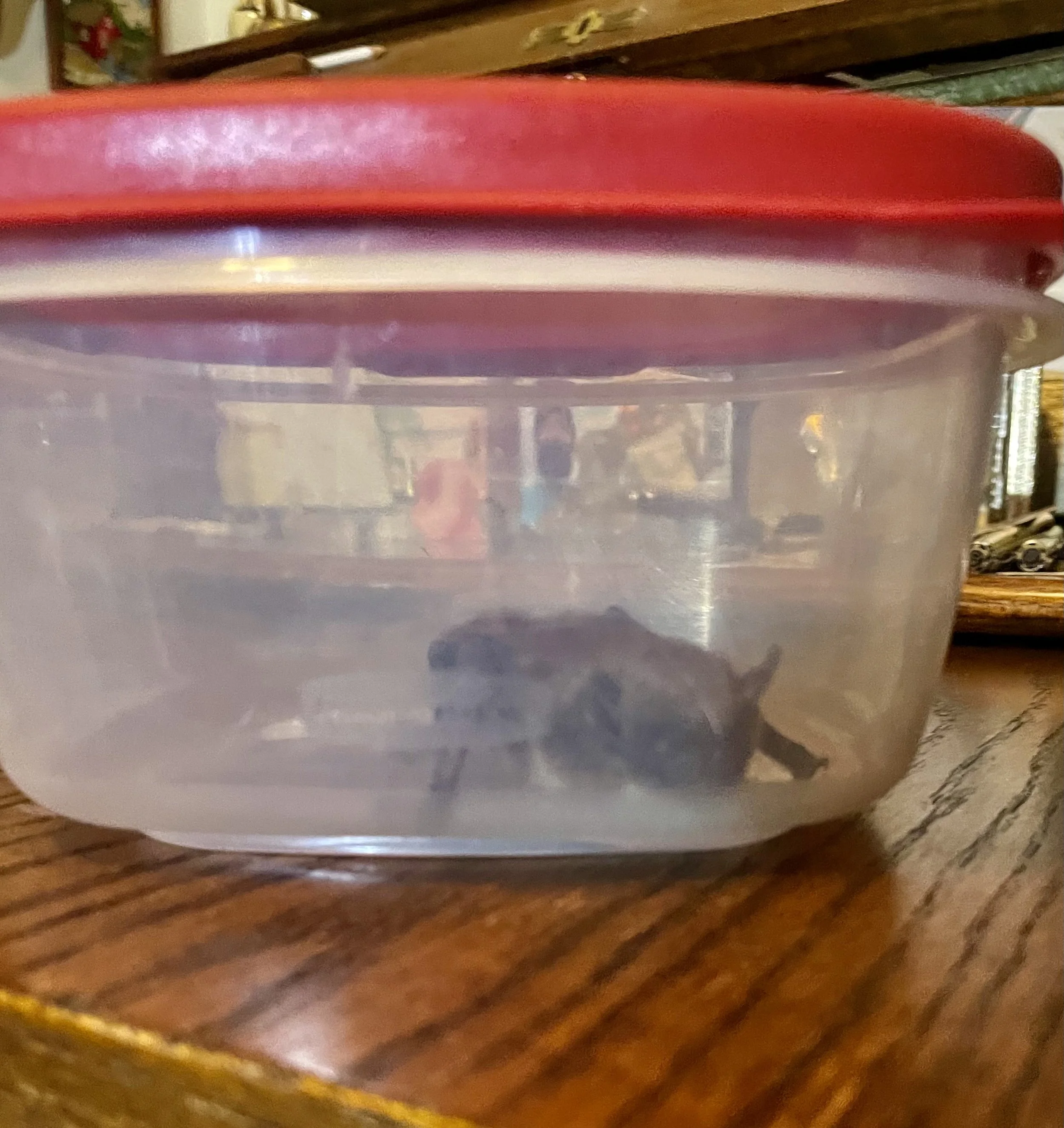 What Happens When a Bat Gets Inside Your Home?