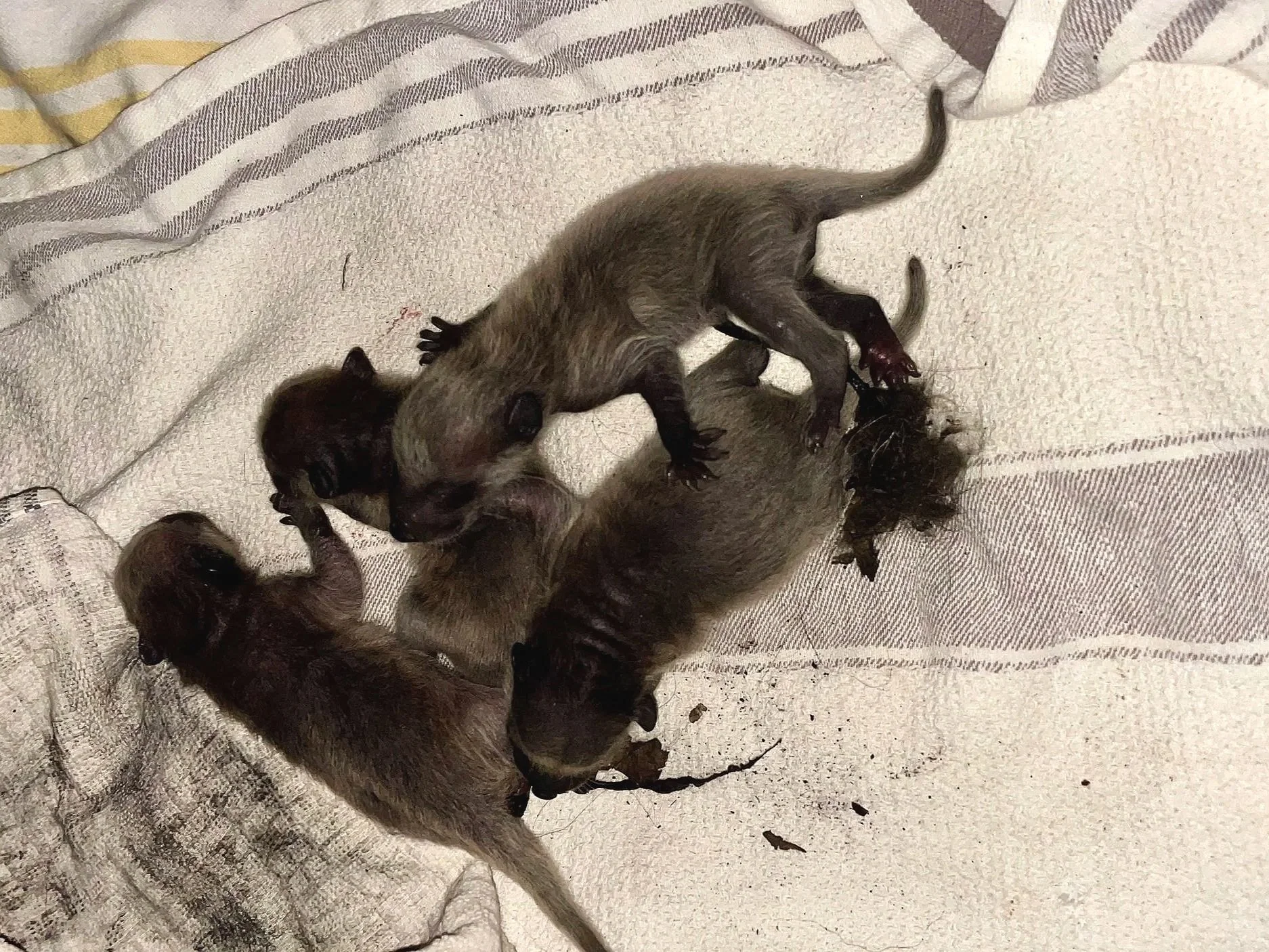 Raccoon Family Safely Removed from Fireplace