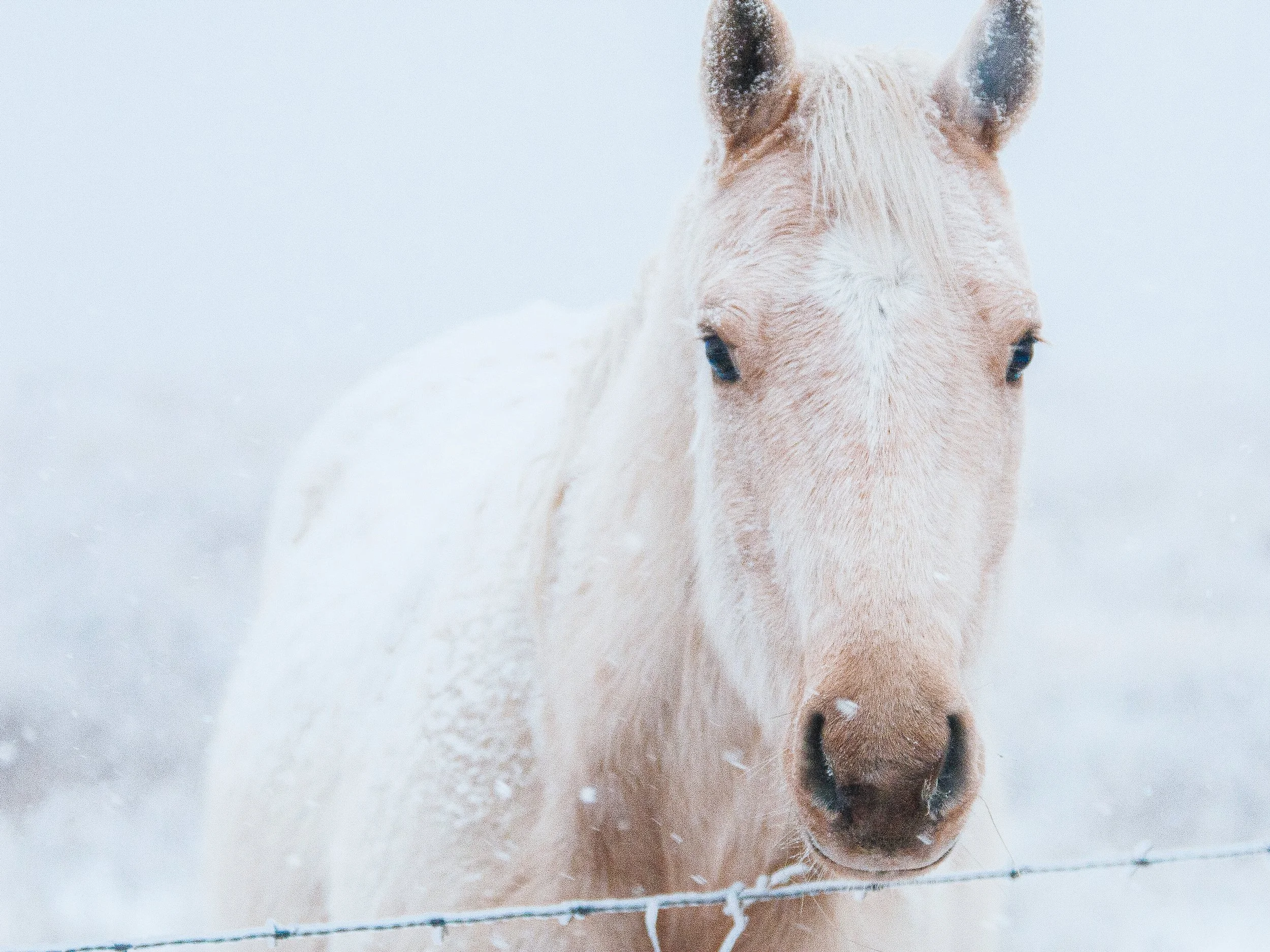 snow-horse-avant-oklahoma.jpg