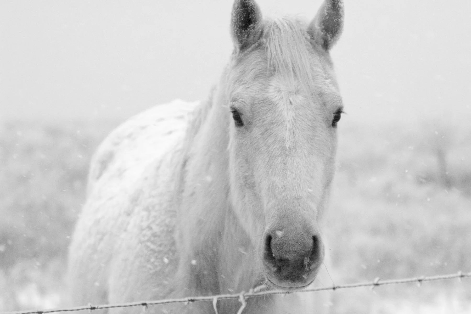 Snow-Horse-Avant-Ok.jpg