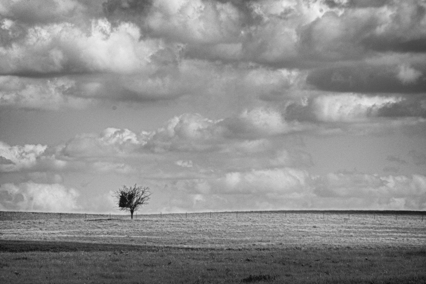 Ramona-Shortcut-Tree.jpg