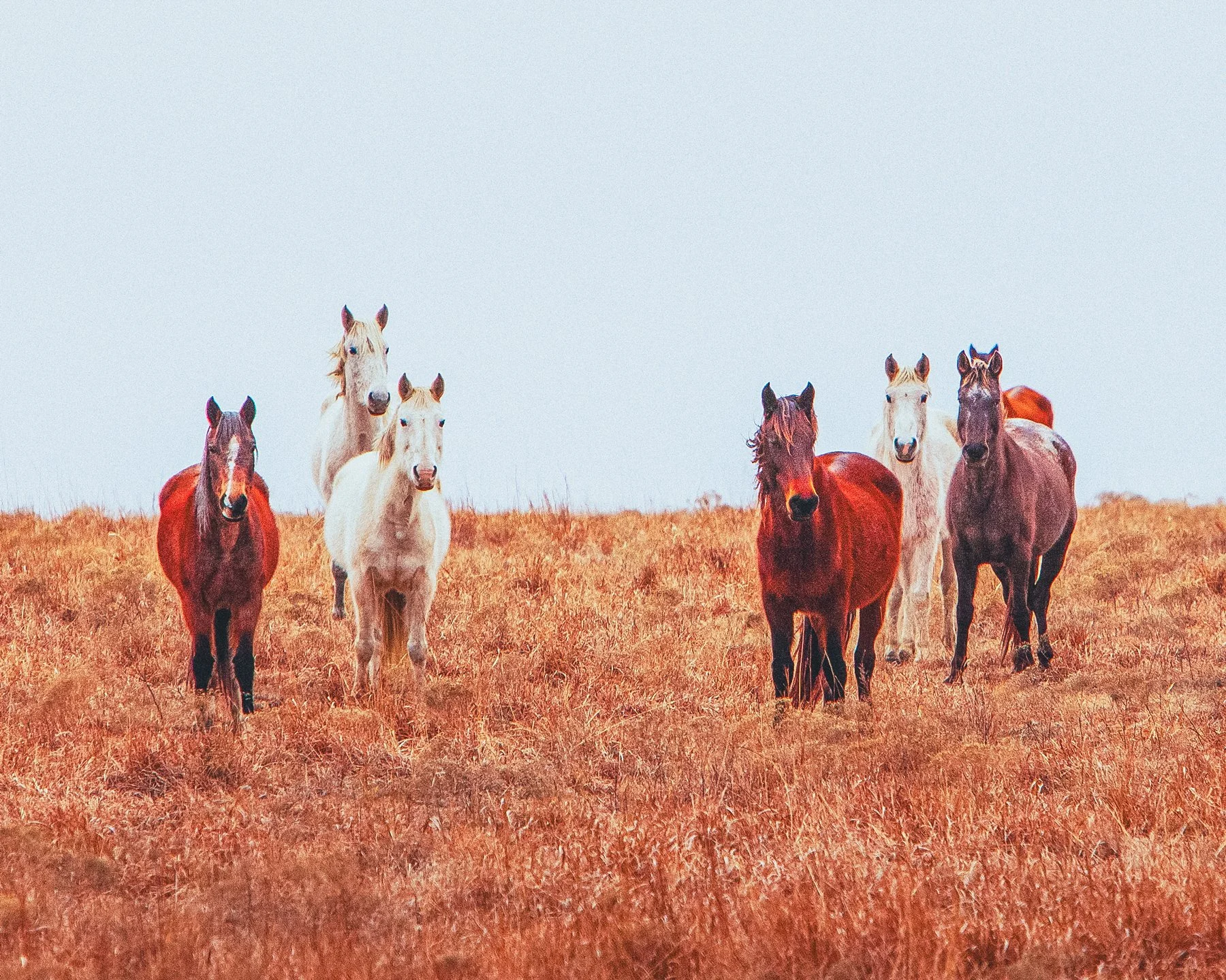 horses-on-60.jpg