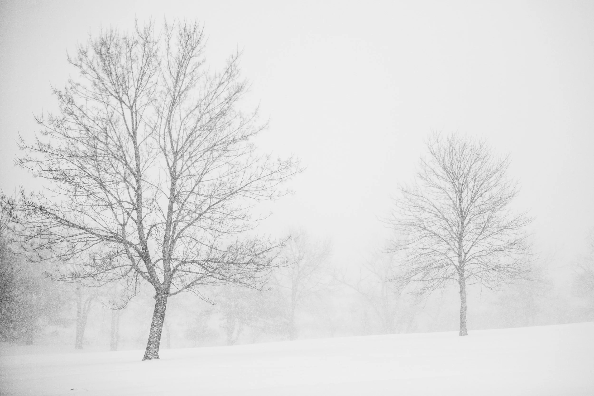 sno-trees.jpg