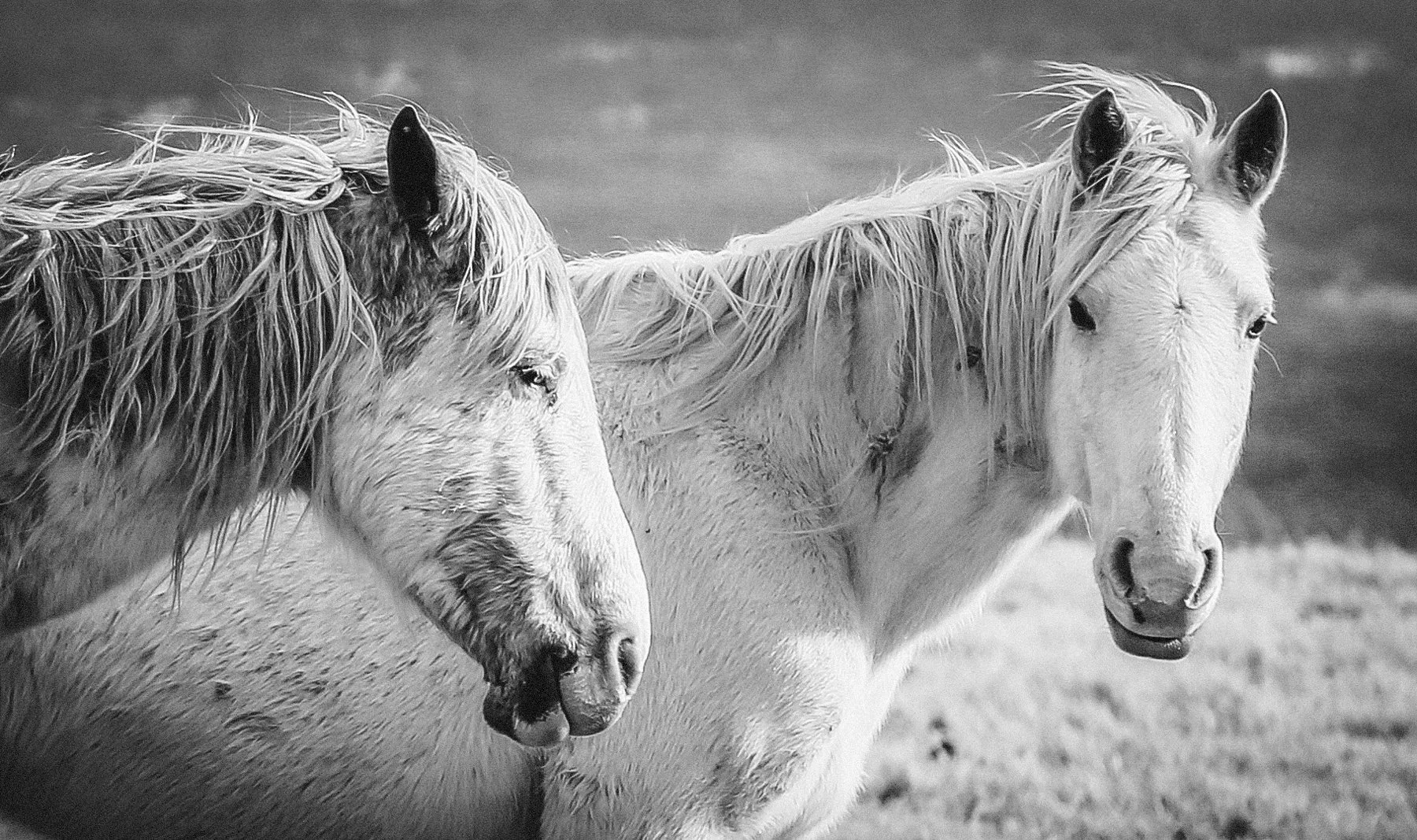 horses-fw.jpg
