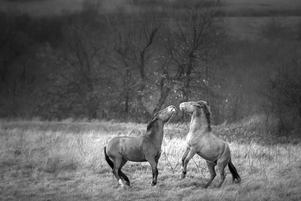 Horses-Avant-Ok.jpg