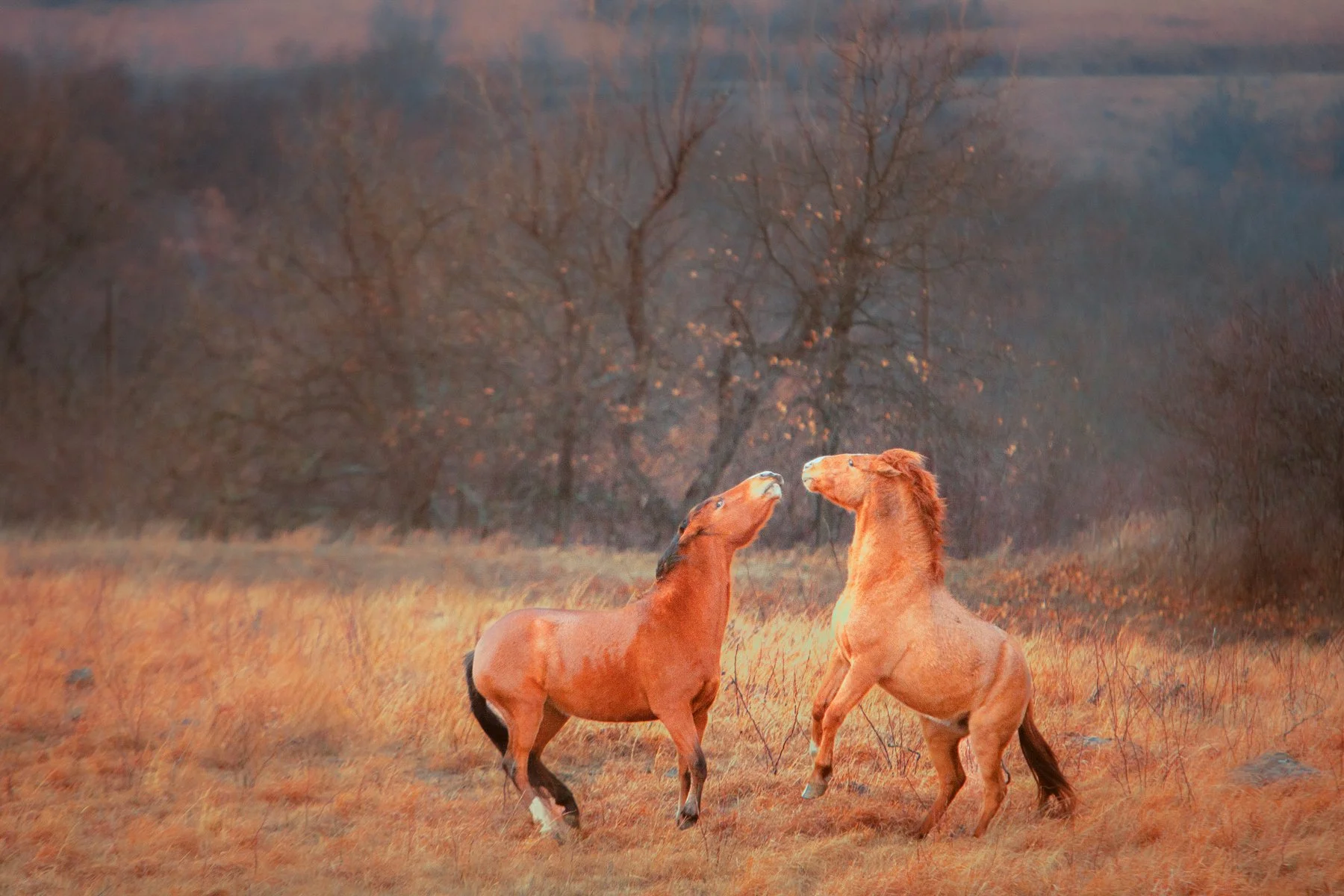 horses-play.jpg