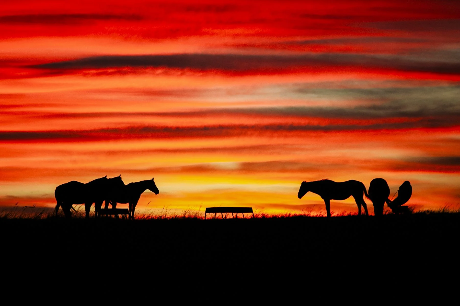 Horses_at_Sunset_CRW_7413.jpg