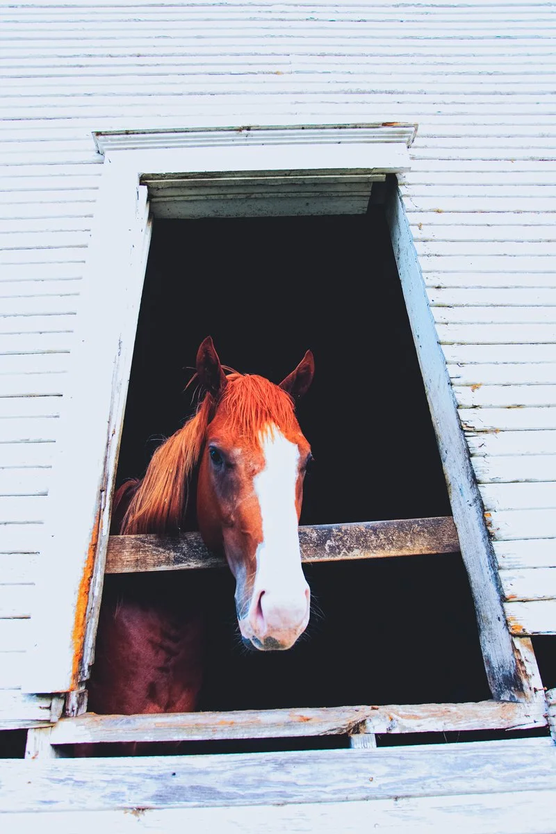 horse-window.jpg