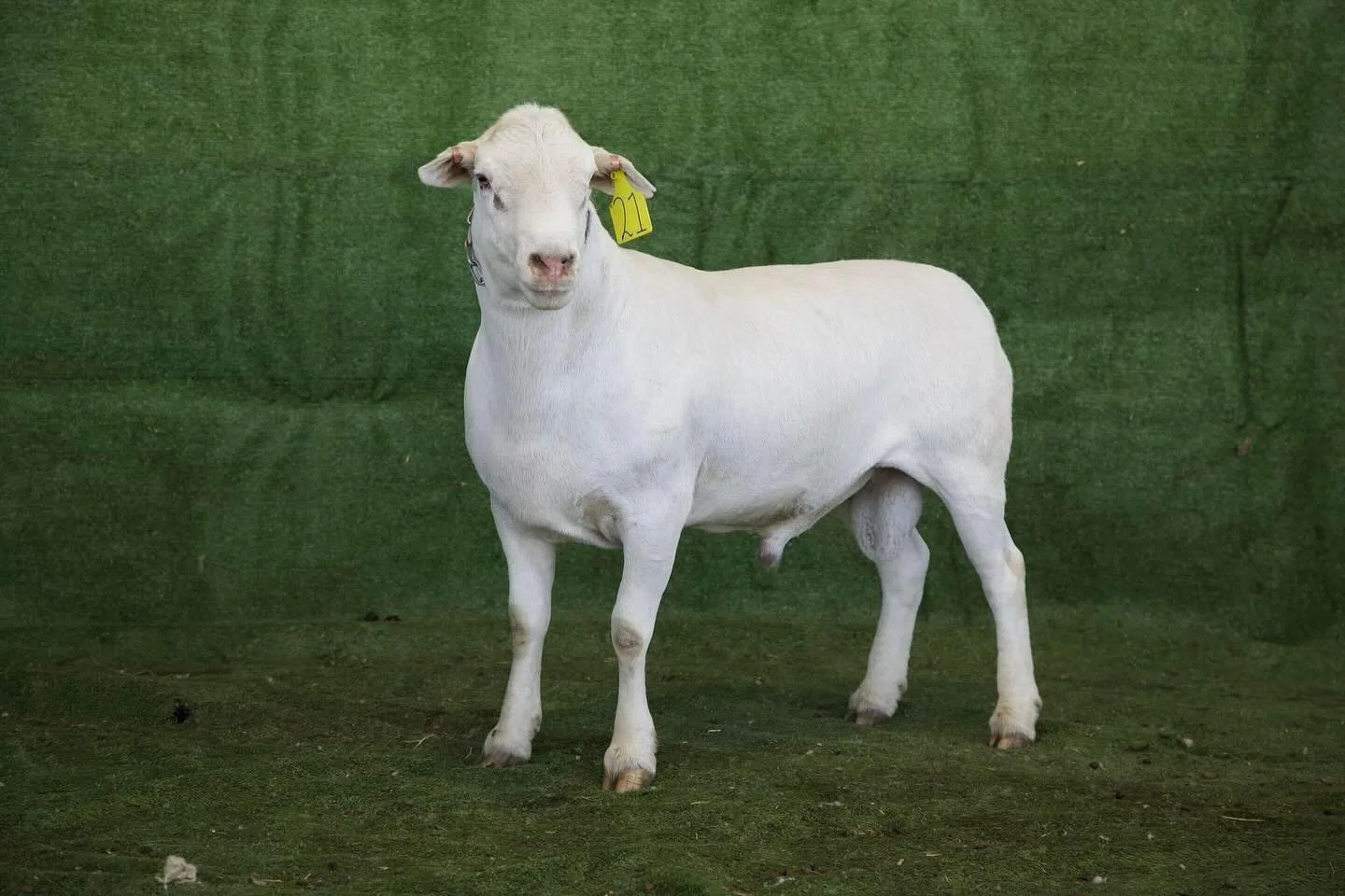 Lot 21, the first of the Winton Park Sheepmasters lots in the Coddington Sheepmaster Production sale.
