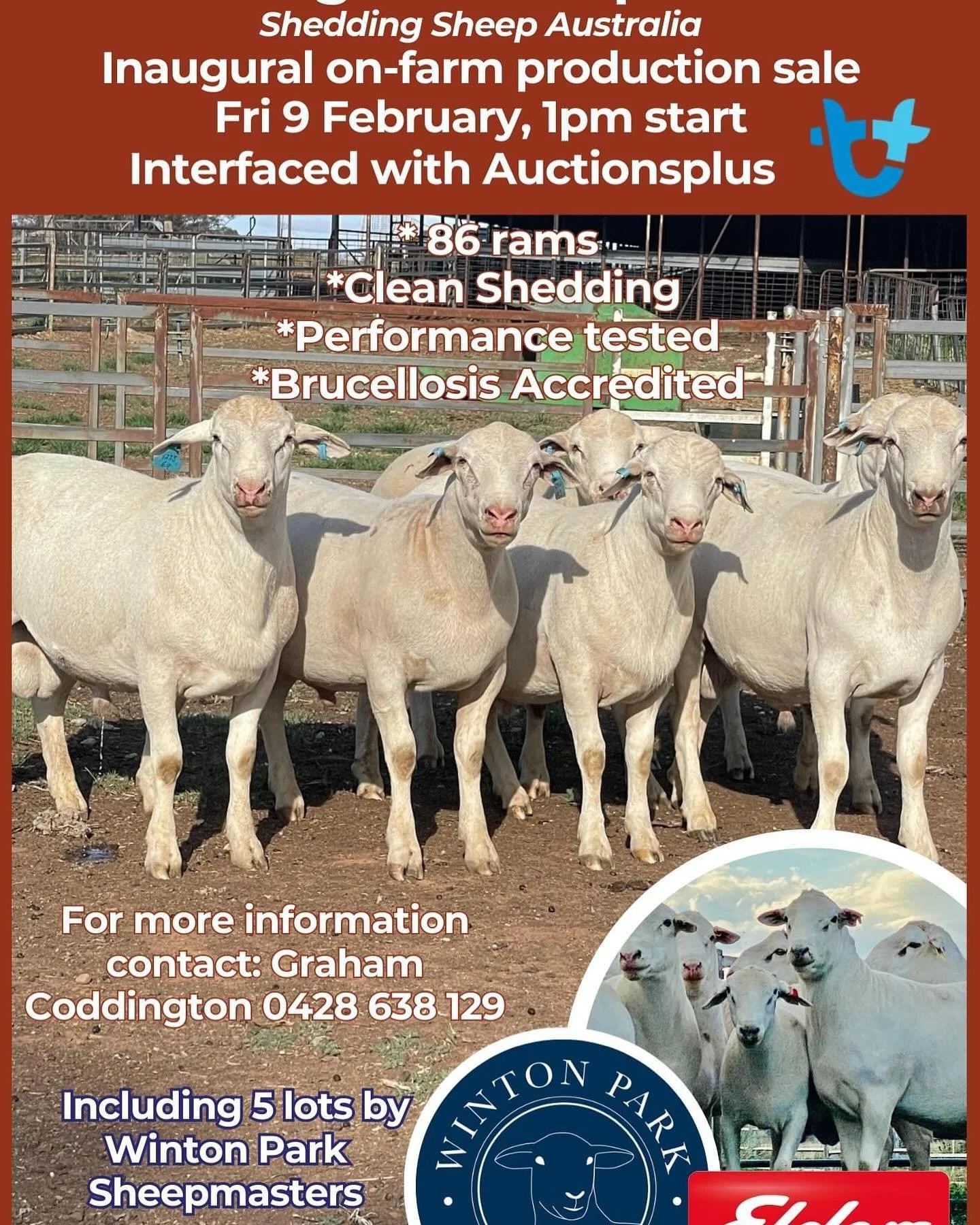 Winton Park Sheepmasters are extremely excited to be part of the inaugural Coddington Sheepmaster Sale. Next Friday 9 Feb. interfaced with Auctionsplus.For more information contact Graham Coddington 0428 638 129 or Richard Sharpe 0429 485 198. 

A gr