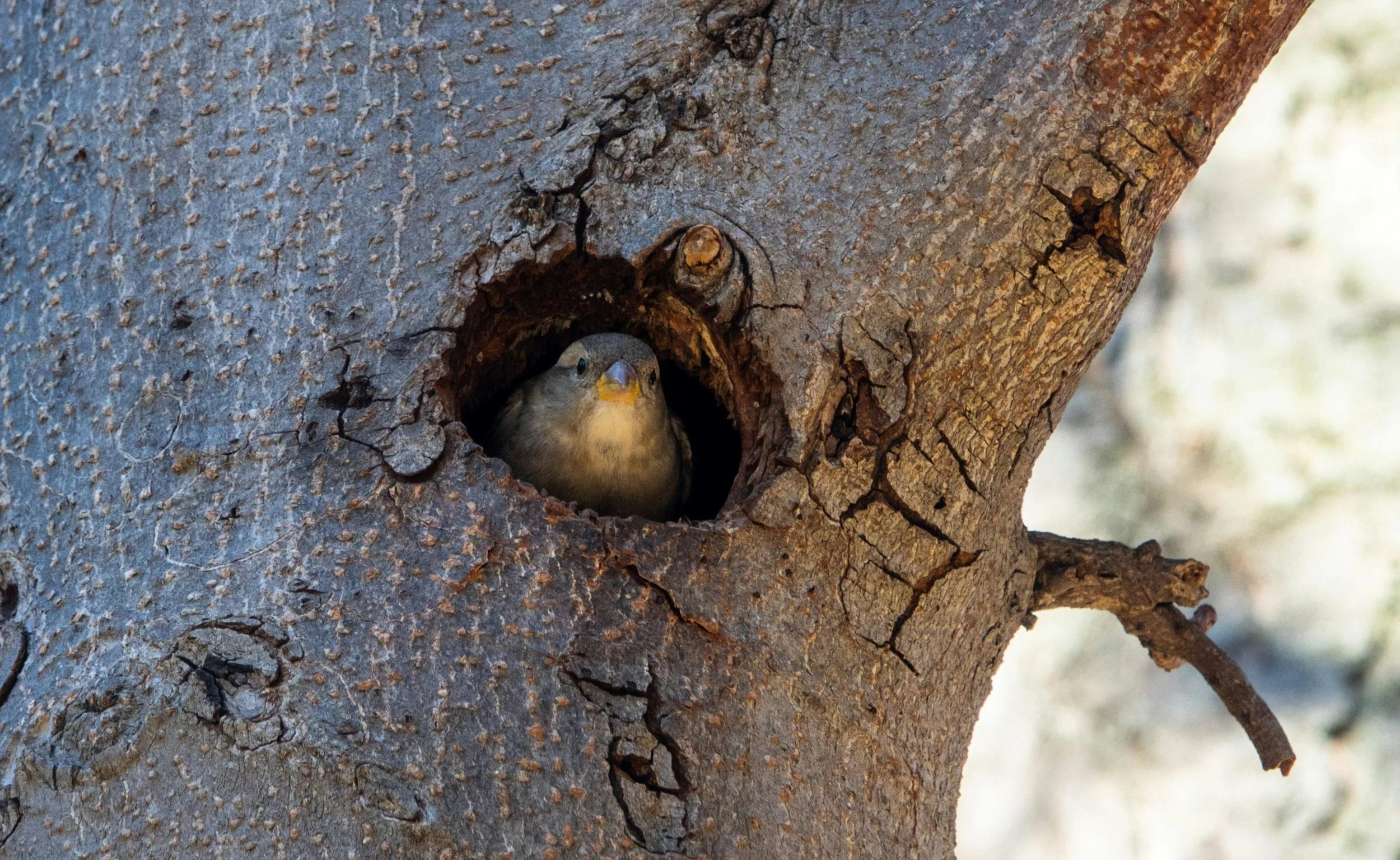 A bird sits alone in a tree hollow