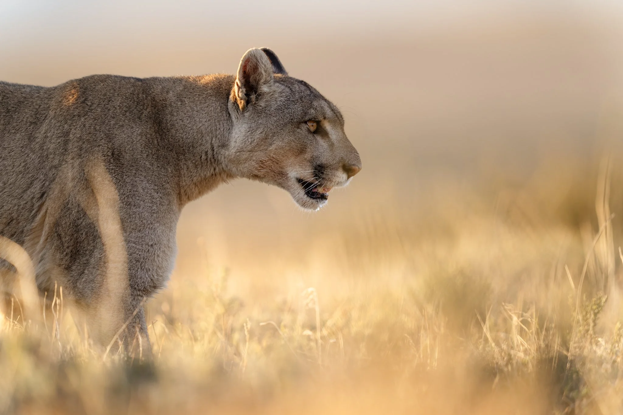 Queen of the Dawn - 4" x 6" giclee print