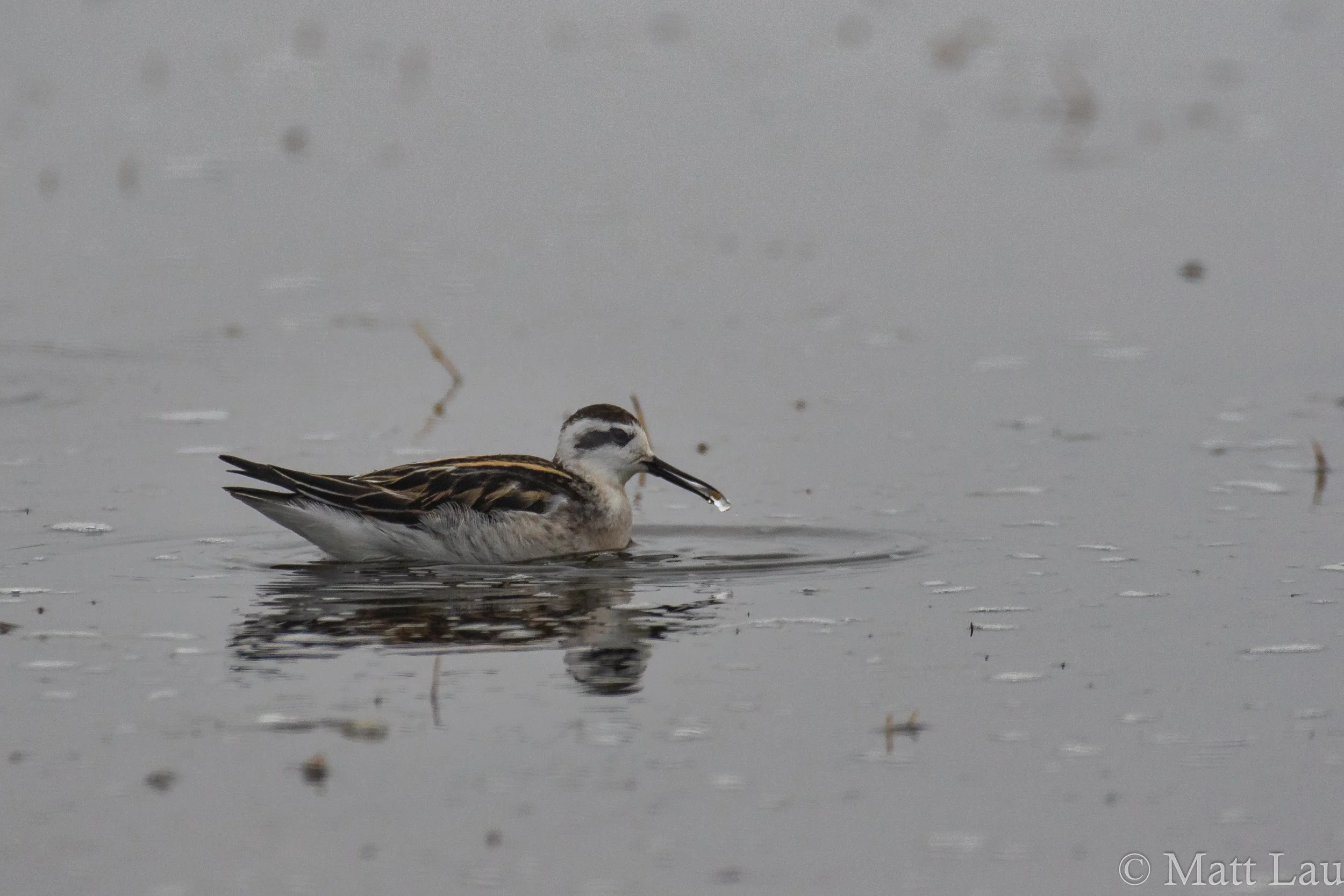 Red-necked Phalarope (1 of 1).jpg