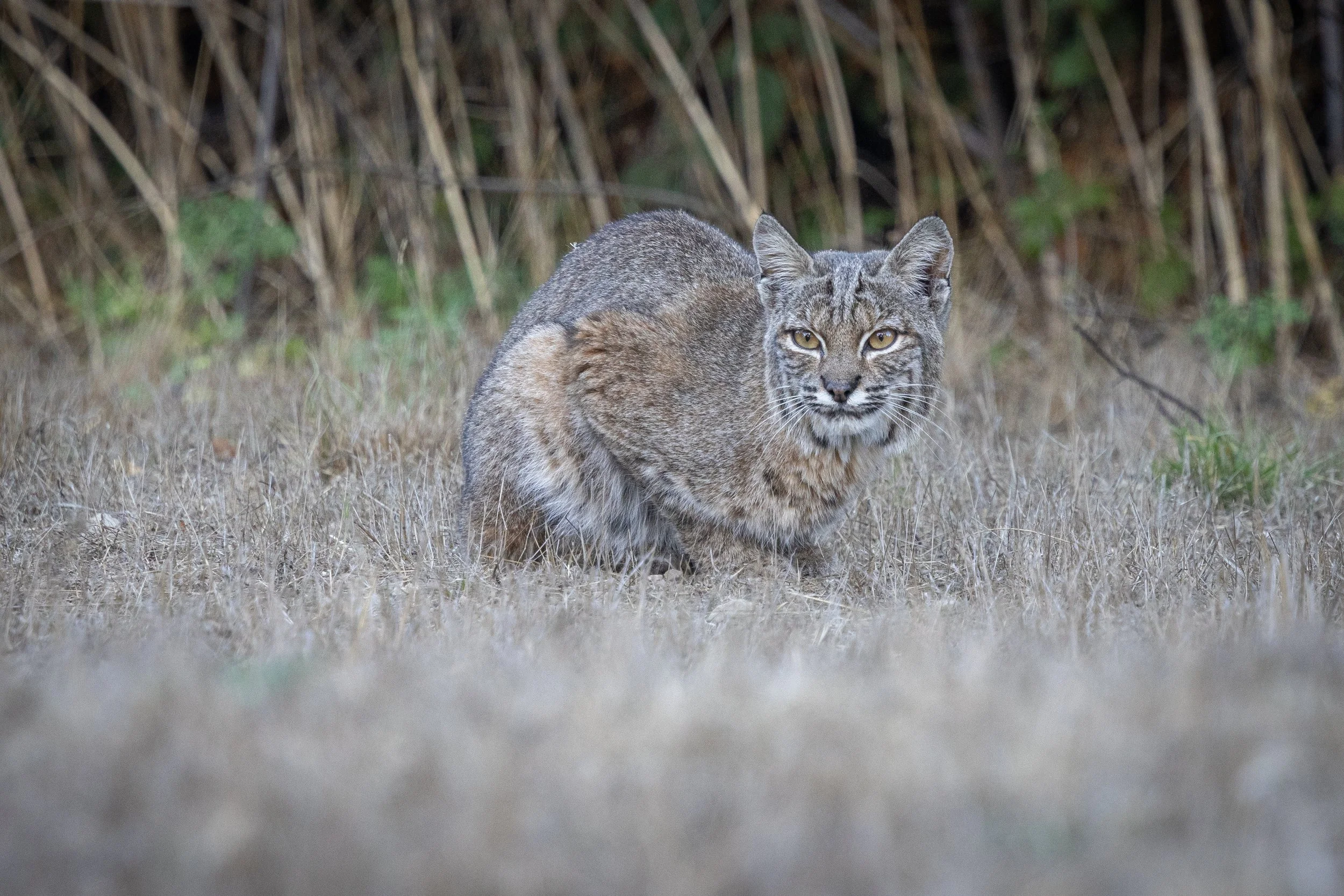 Bear Valley Office Bobcat.jpg