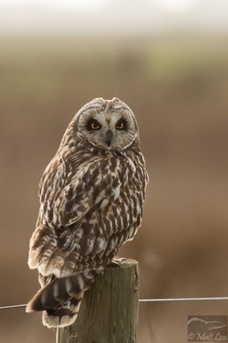 short eared owl