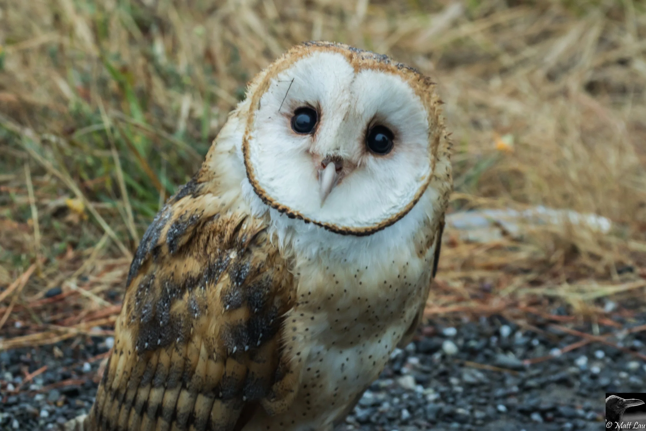 Barn Owl - Humboldt.jpg