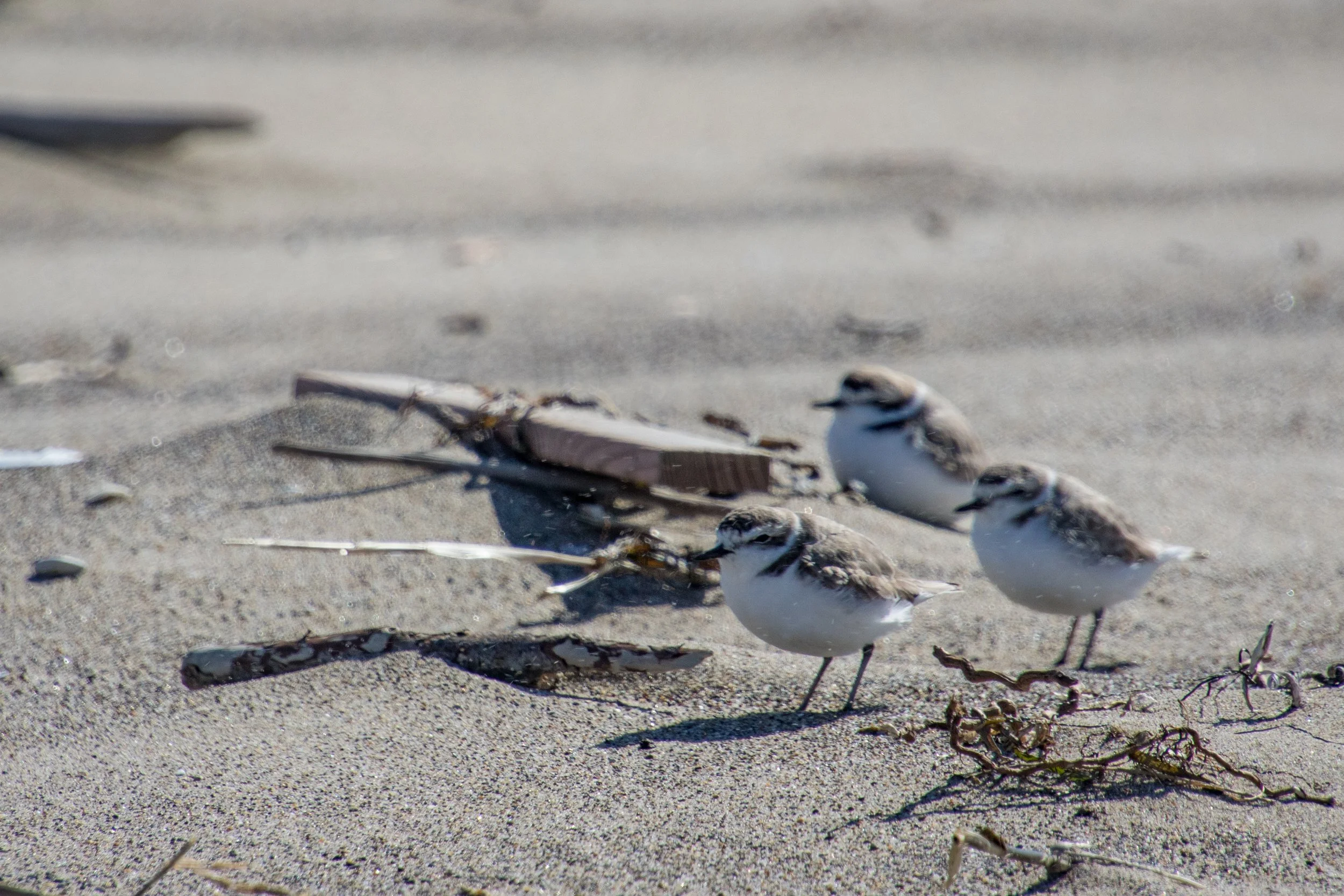 Sand blasted plovers (1 of 1).jpg