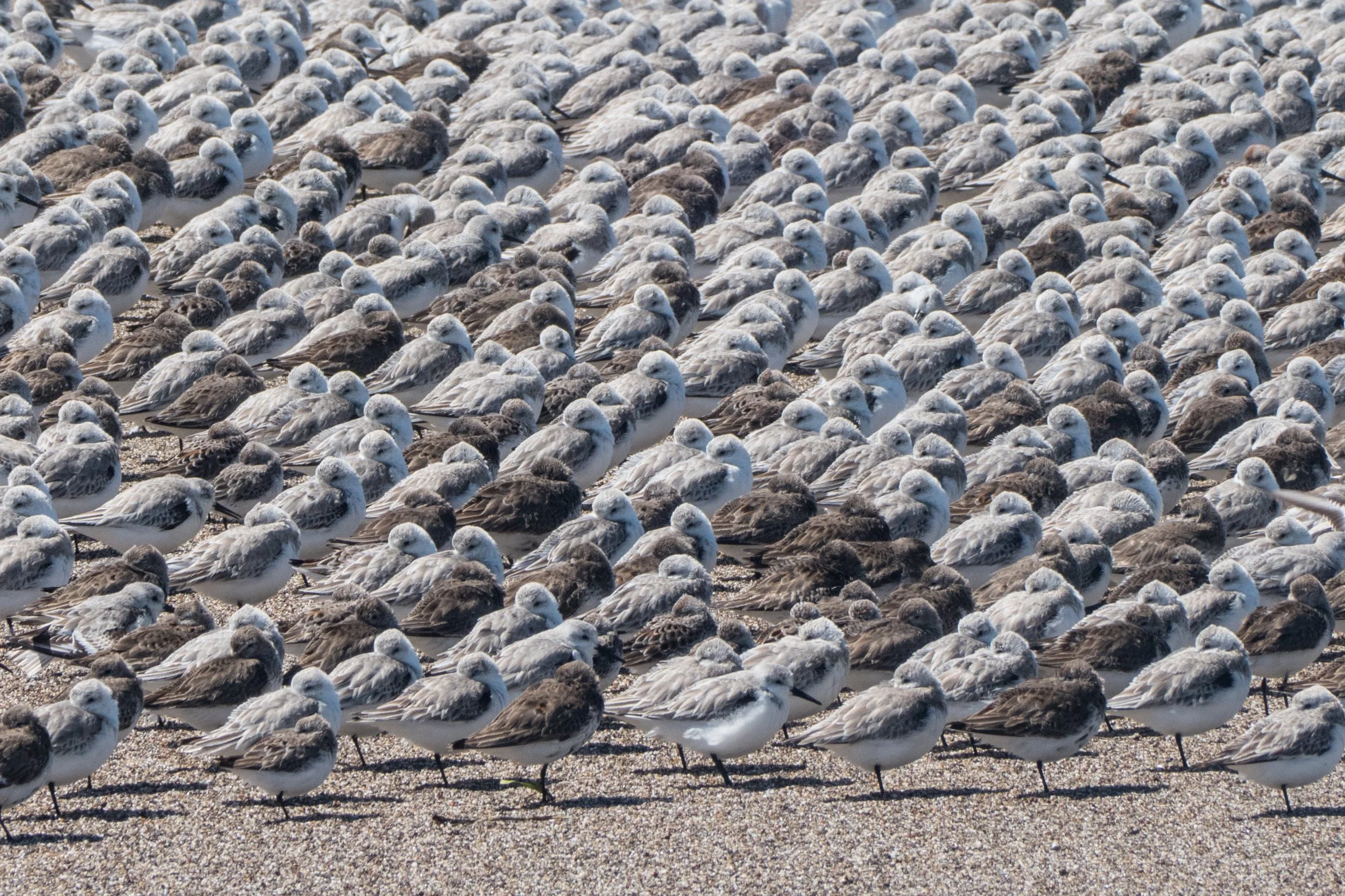 Peep flock - PRNS.jpg