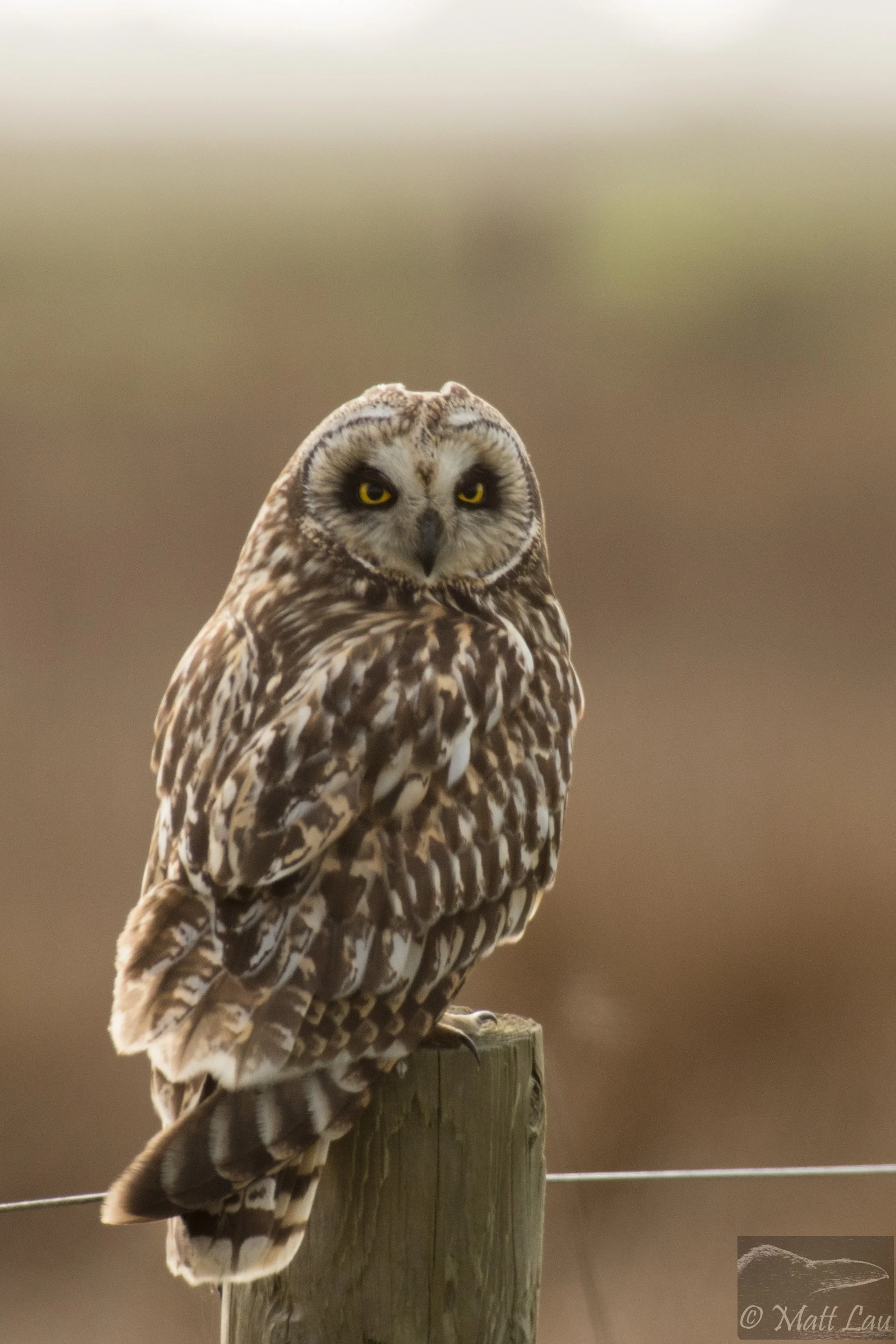 Short-eared Owl - Arcata Bottoms.jpg