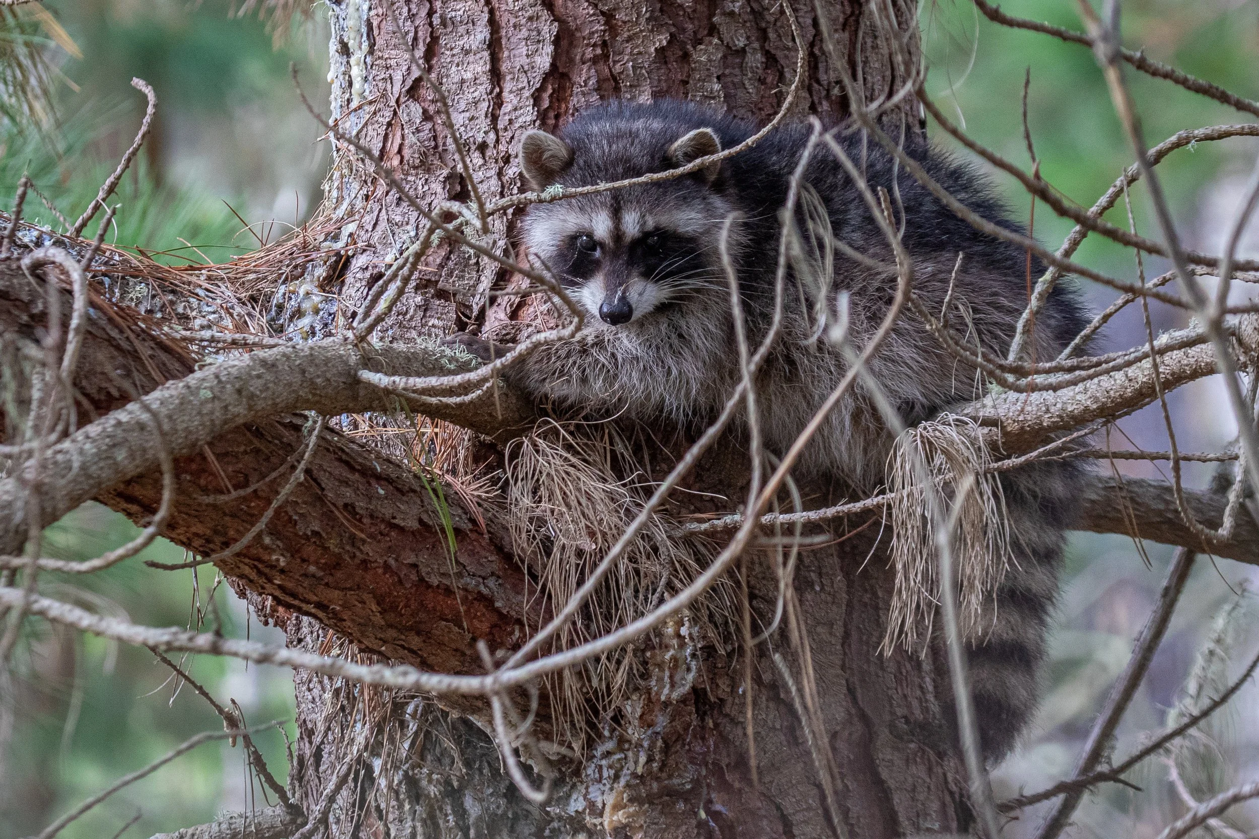 Raccoon (1 of 1).jpg