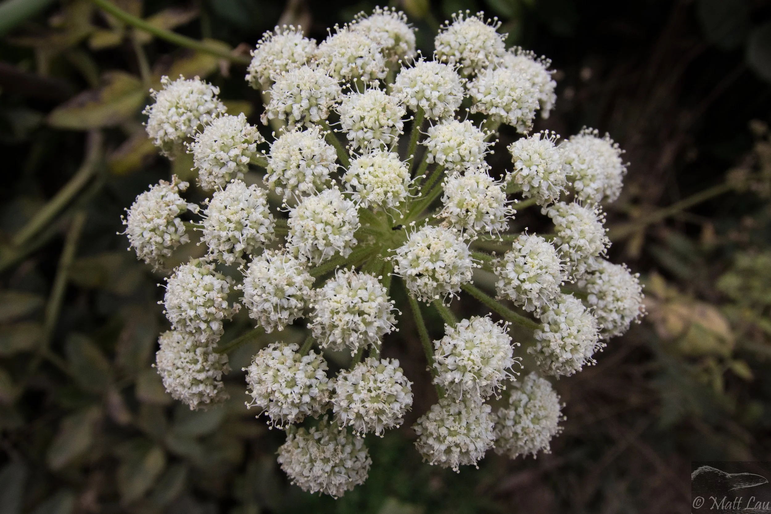 Umbella flower species (1 of 1).jpg