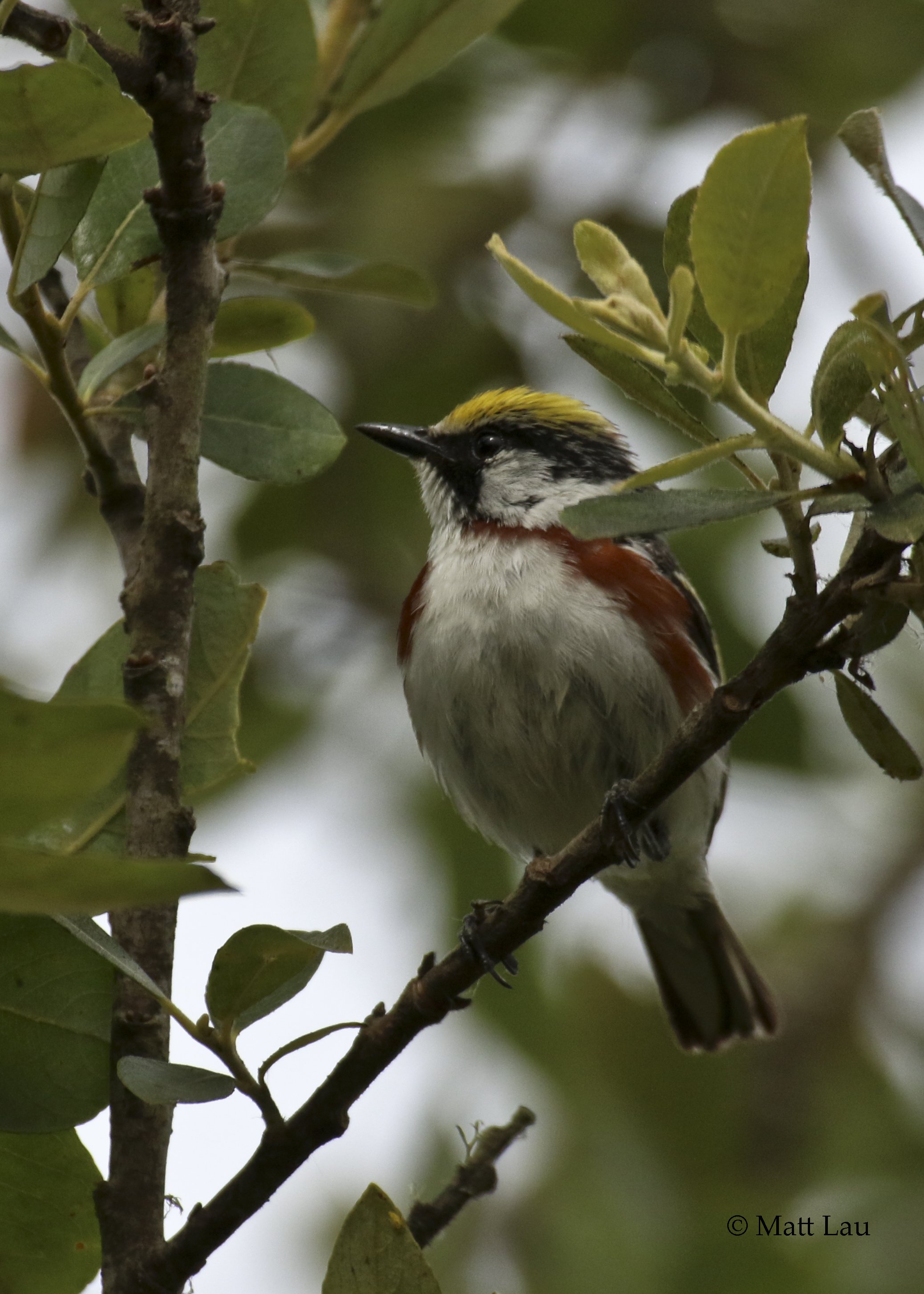 Chestnut-sided Warbler - Arcata Marsh.jpg
