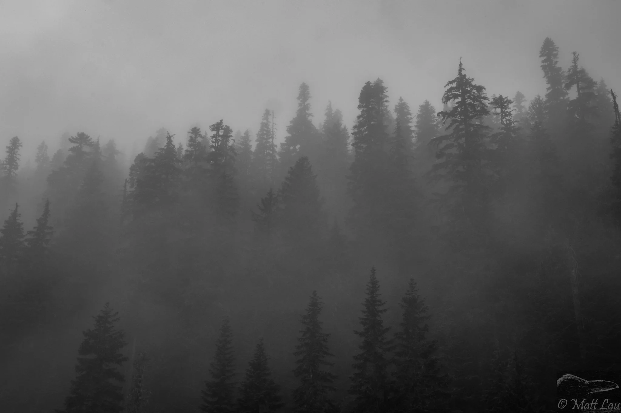 Forest Mist-X4.jpg