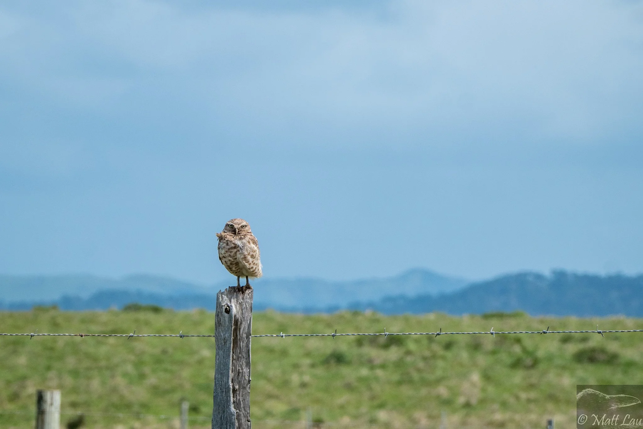 Burrowing Owl post - PRNS-X4.jpg