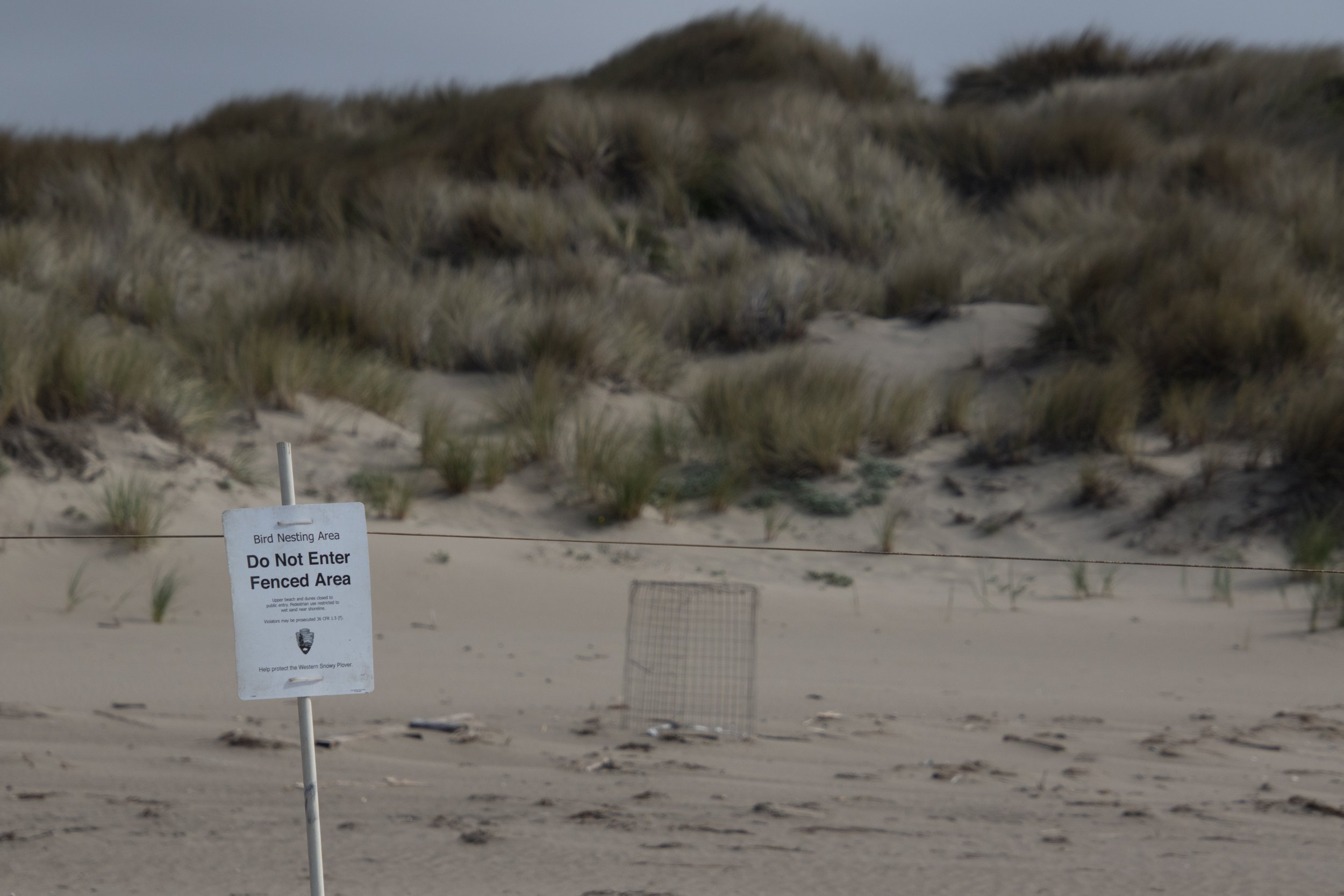 Limantour fencing (1 of 1).jpg
