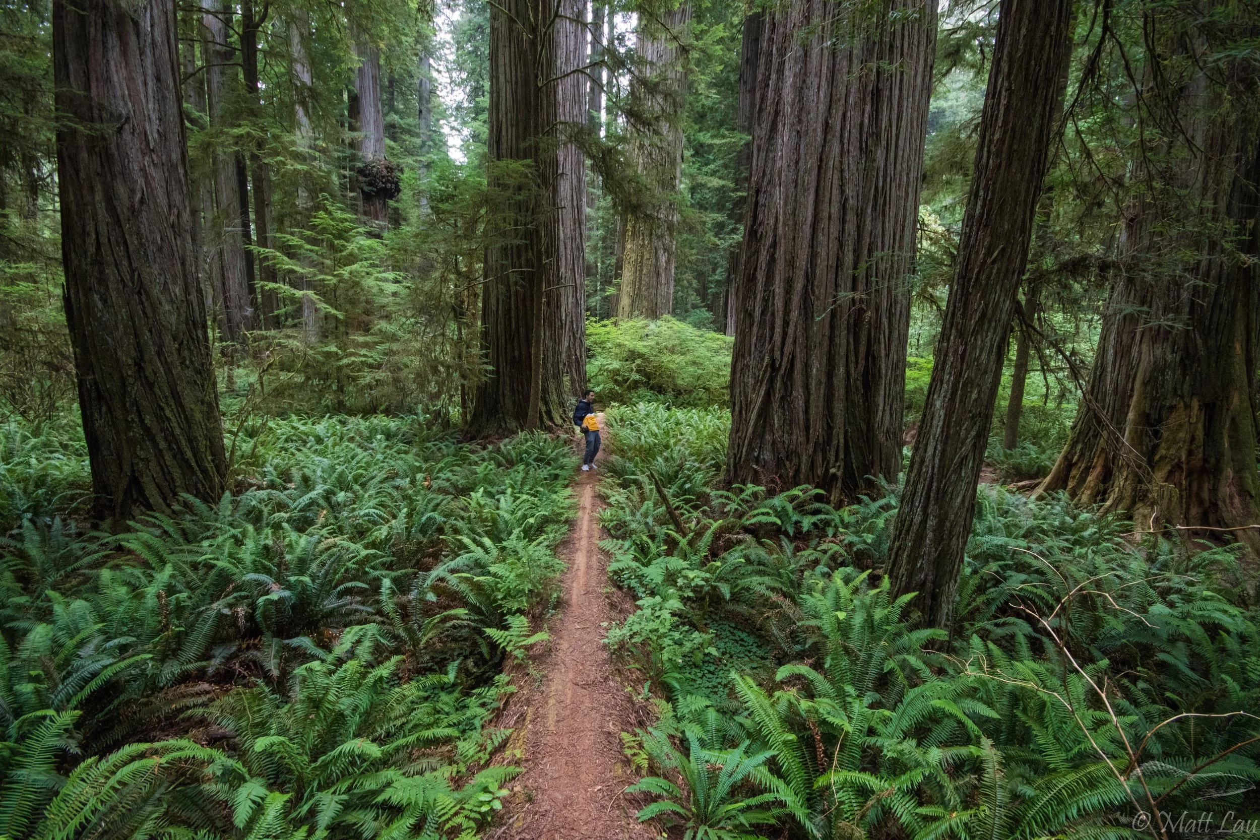 Nick in the redwoods.jpg