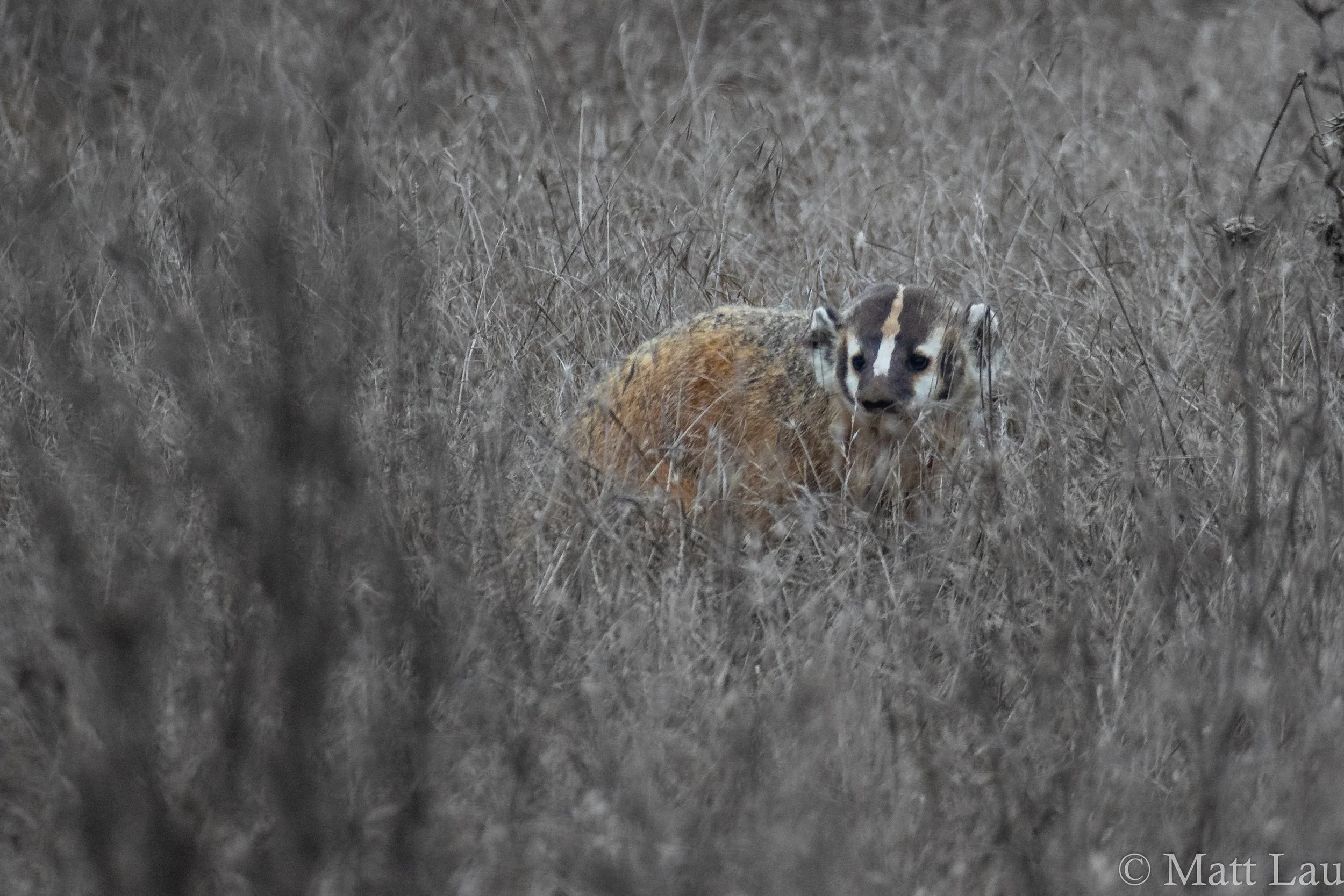 Badger (1 of 1).jpg