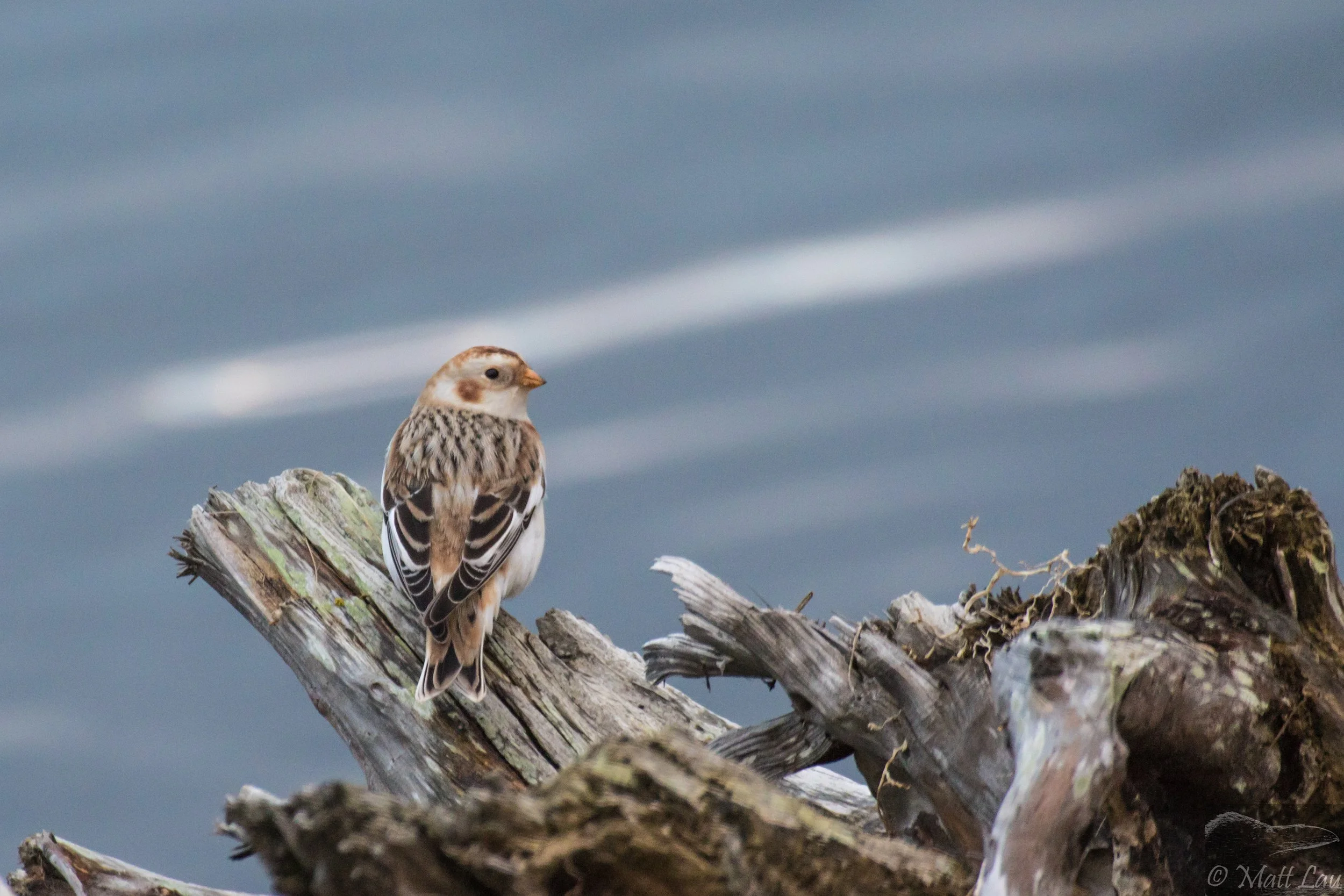 Snowy Bunting - Washington.jpg