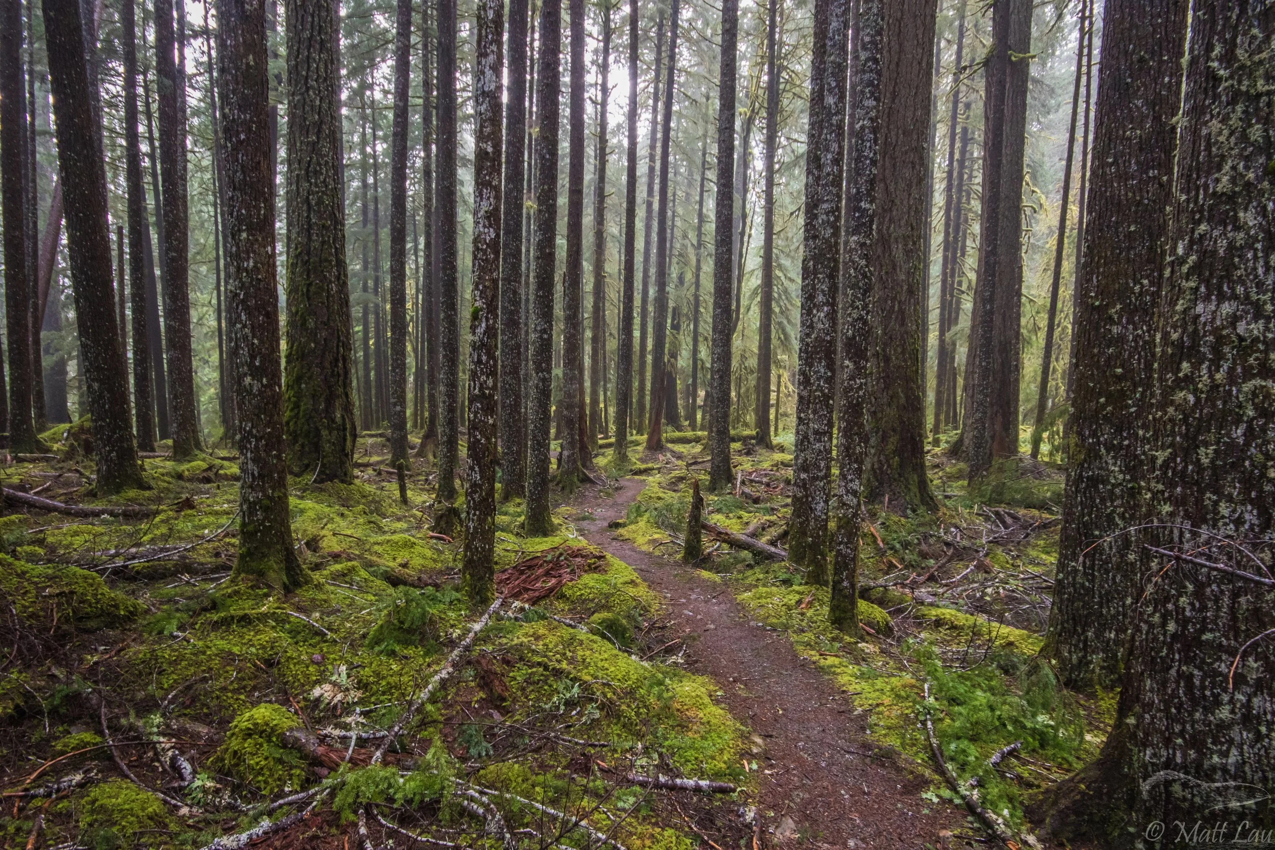 Ancient Forest - Olympic NP.jpg