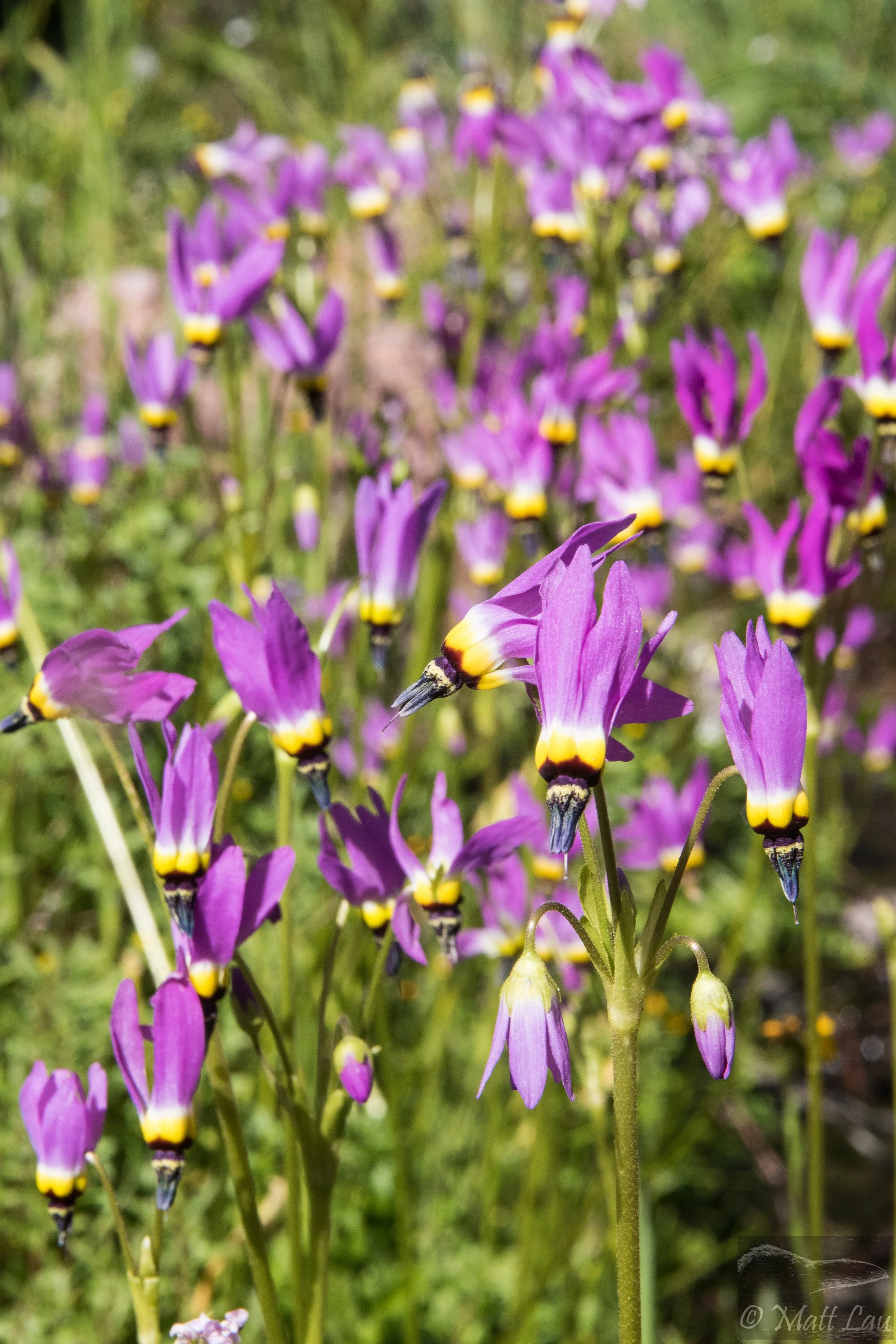Shooting Stars, Pinnacles NP.jpg