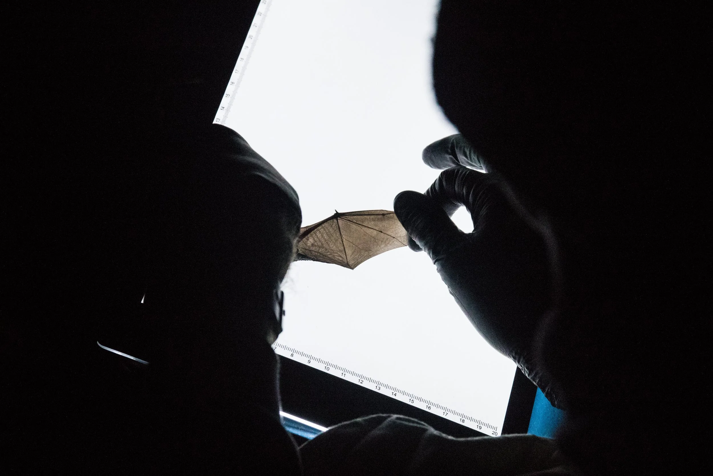 Wing examination (1 of 1).jpg