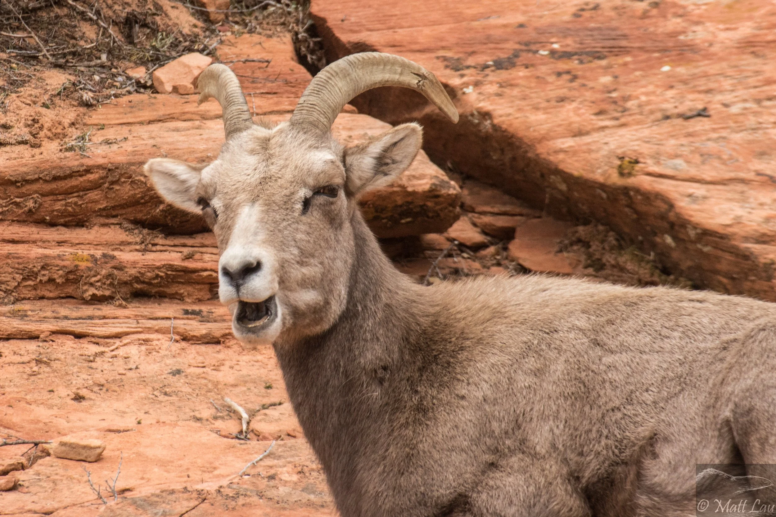 Bighorn sheep comic.jpg