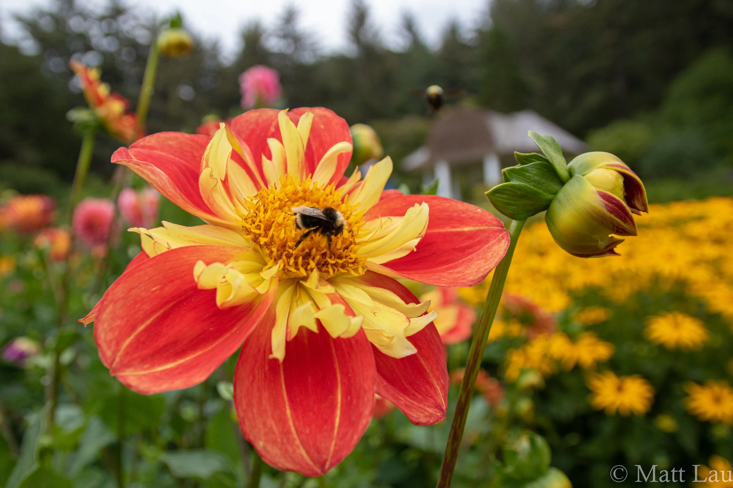BeePollinator (1 of 1).jpg
