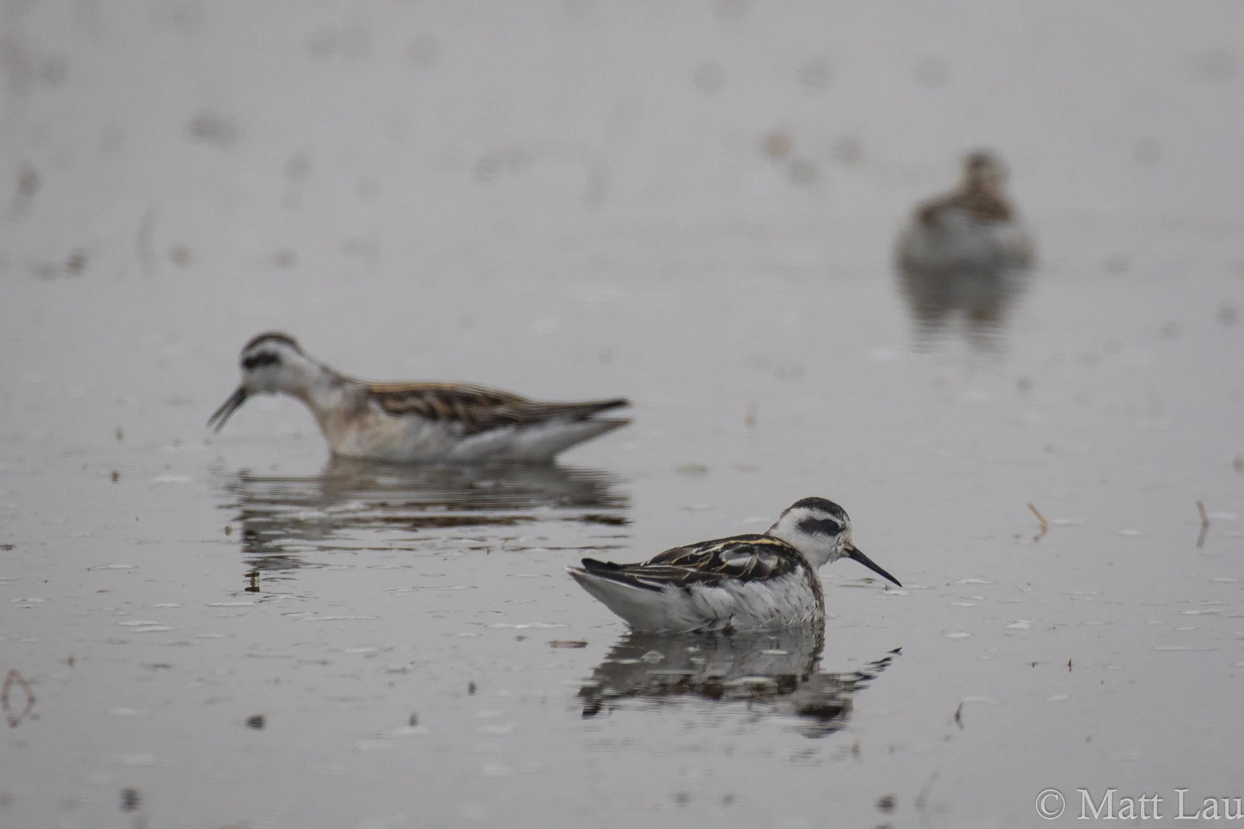 Red-necked Phalarope flock foraging (1 of 1).jpg