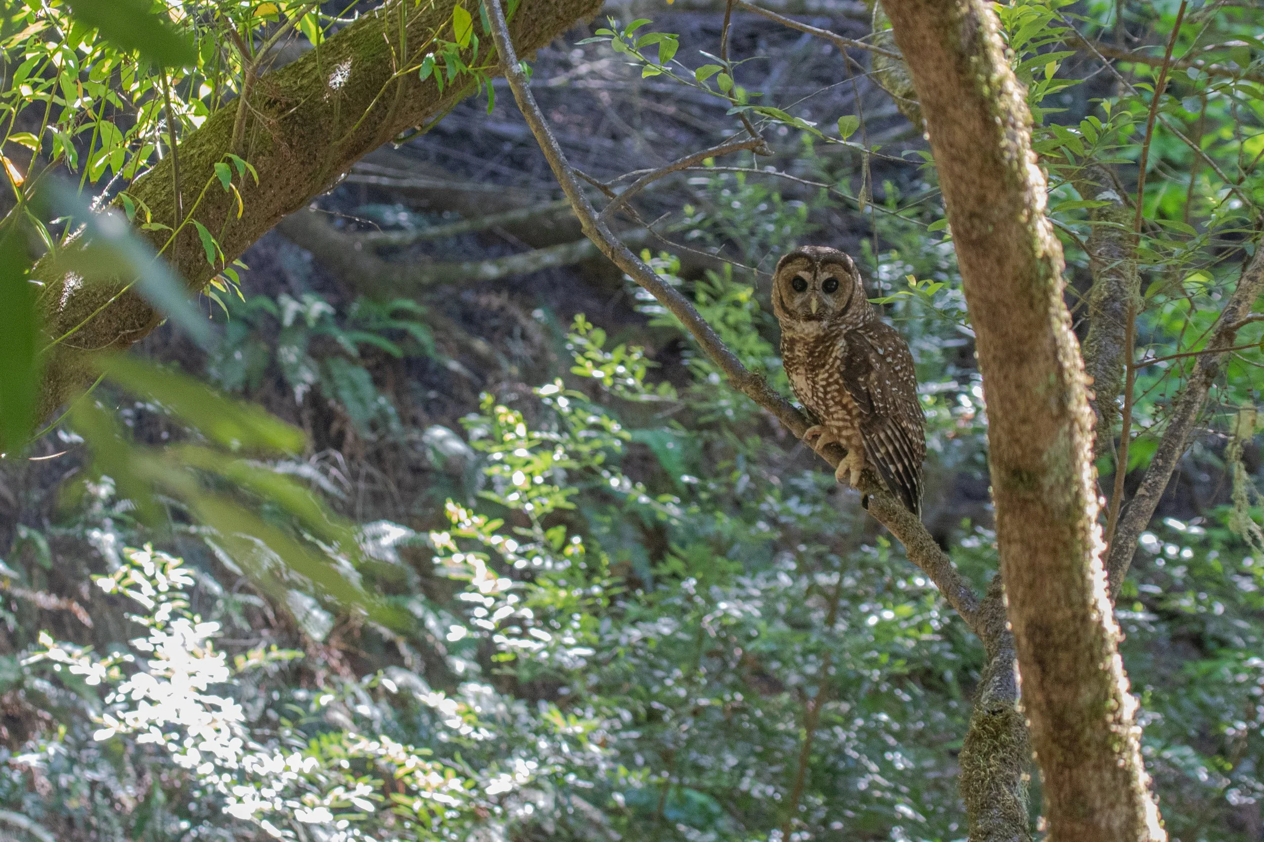 Spotted owl.jpg
