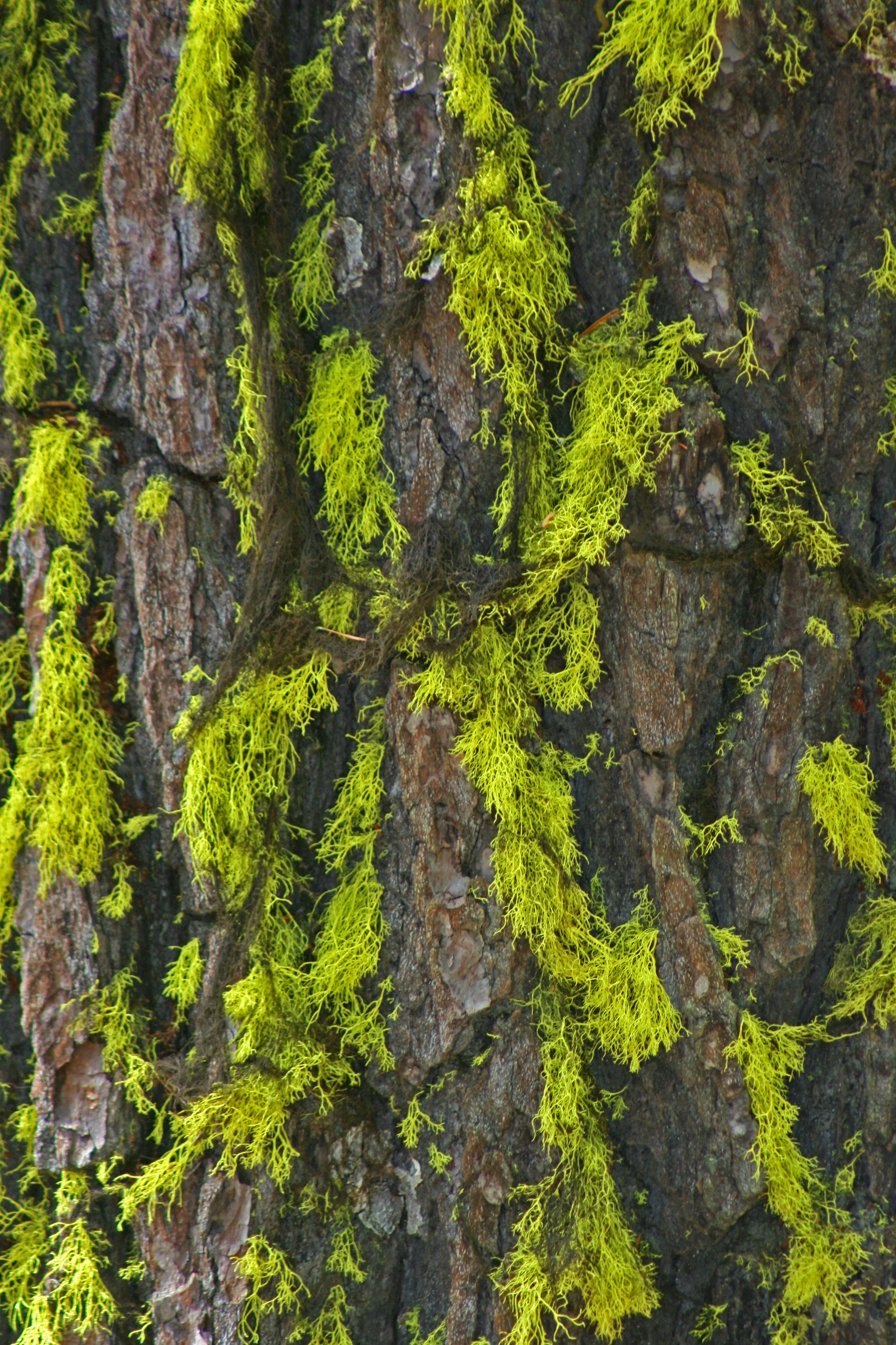 Lichen (4) copy.jpg