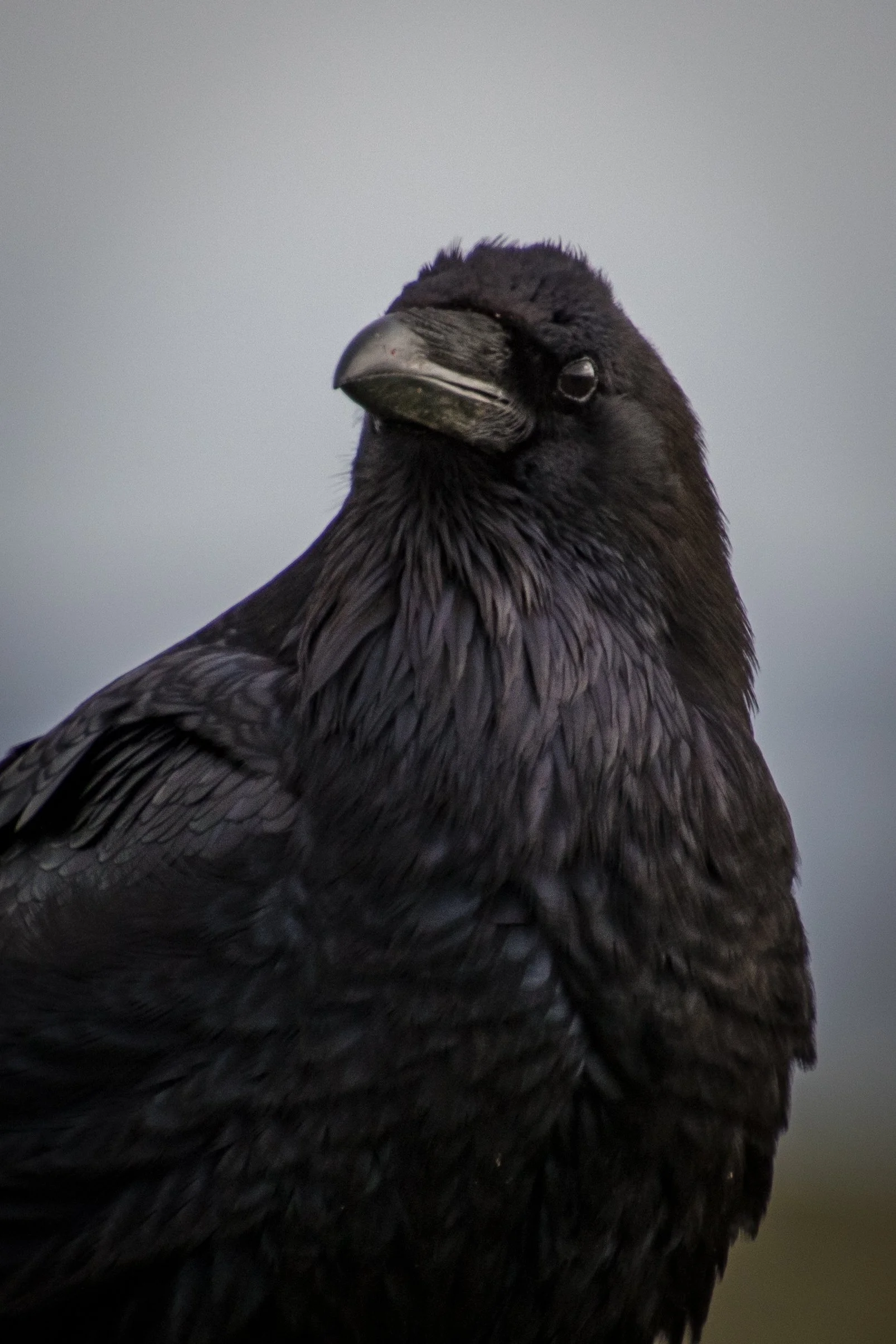 Raven (1 of 1).jpg