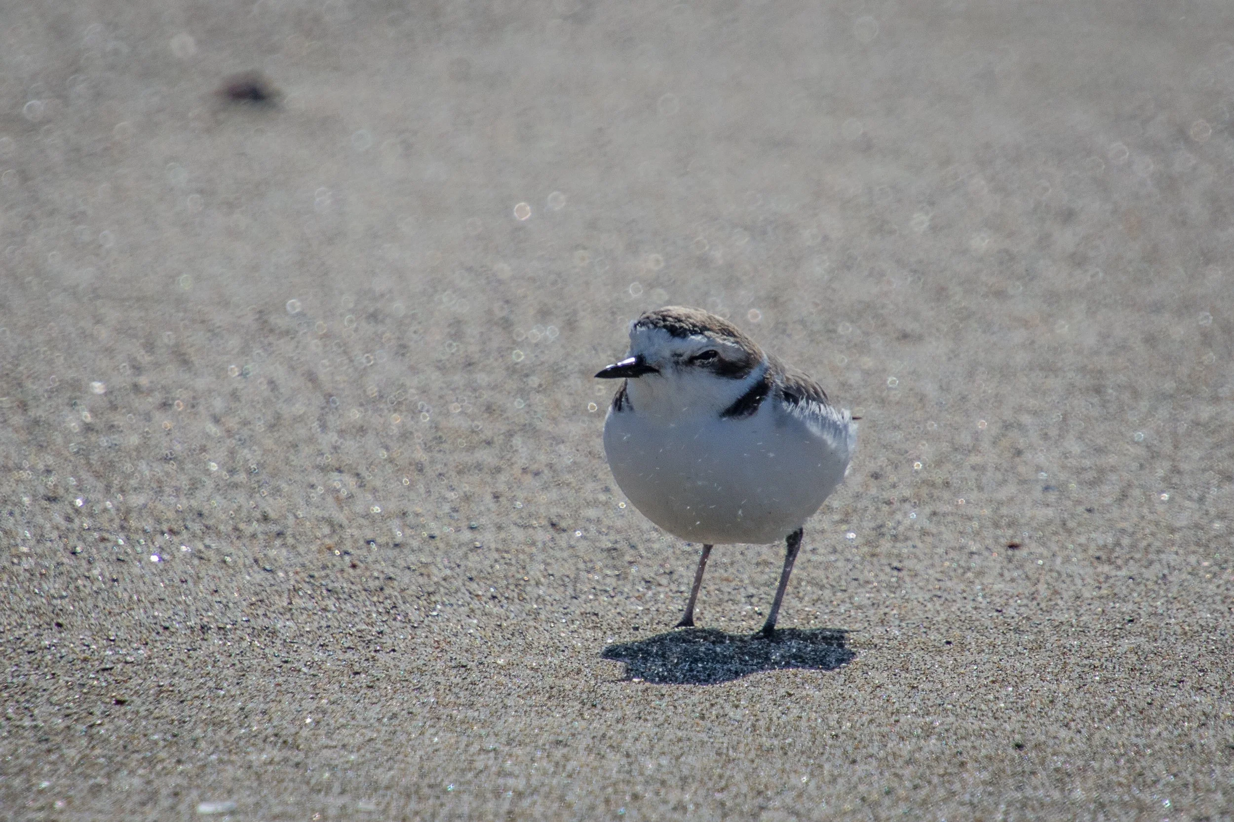 Sand blasted plovers (1 of 1)-2.jpg