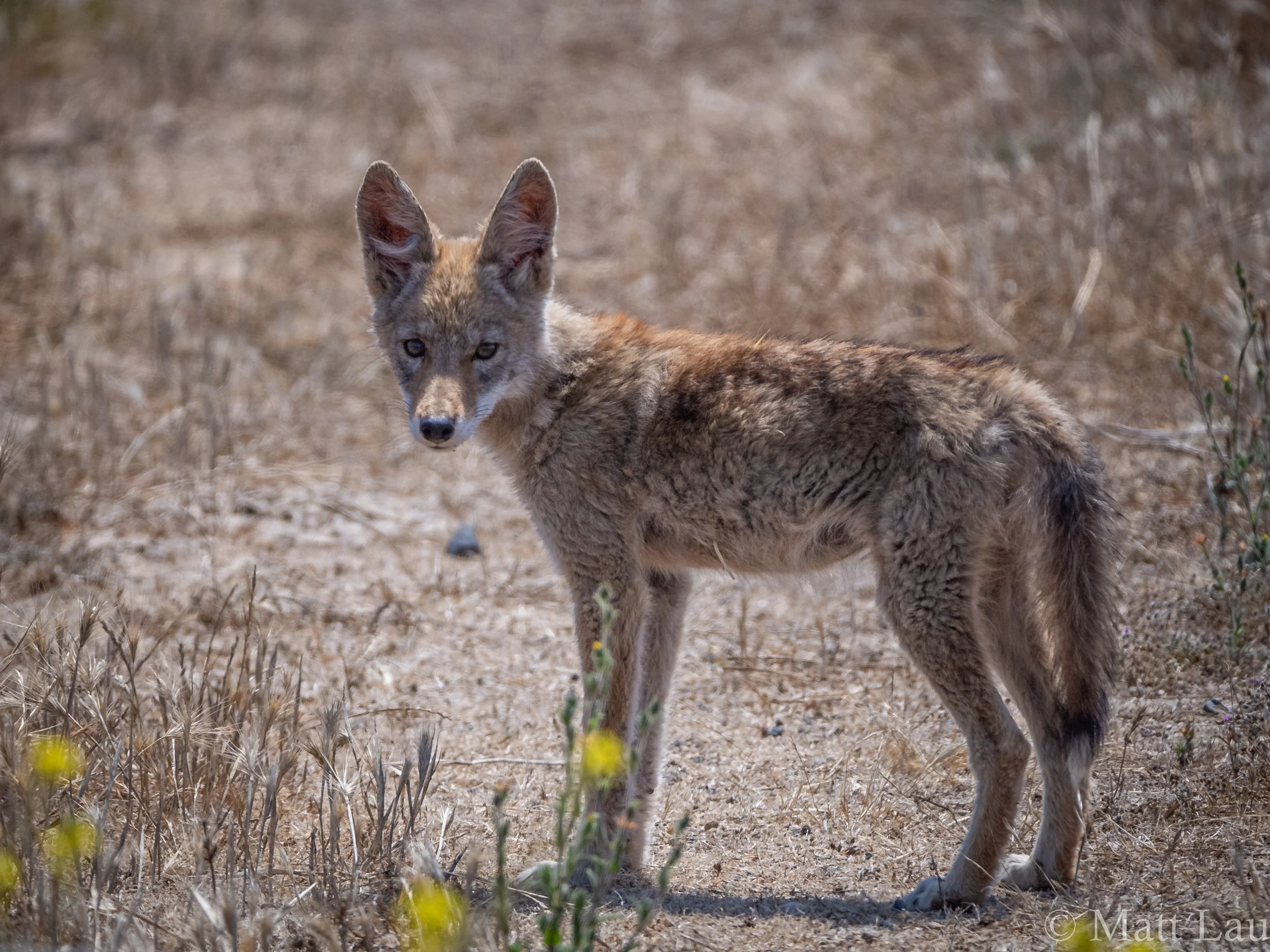 Coyote Pup (1 of 1).jpg