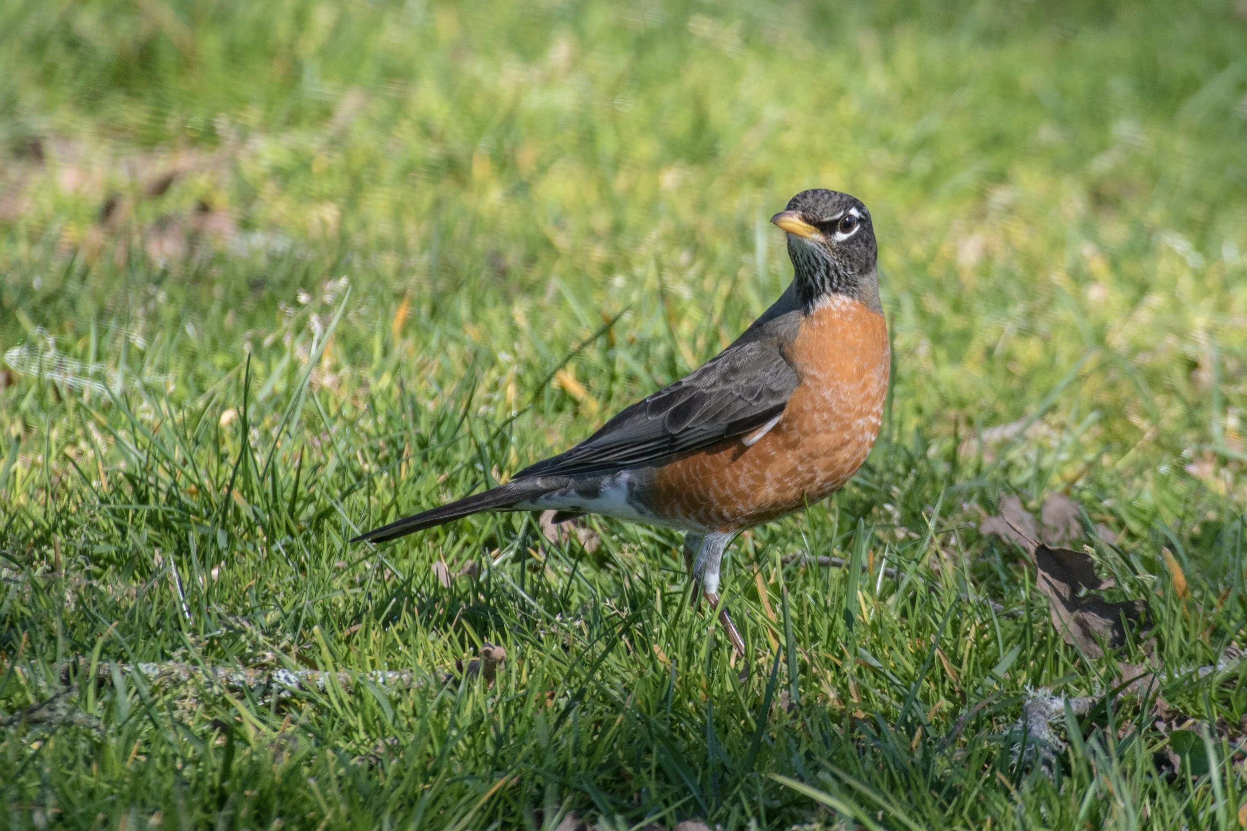 American Robin (1 of 1).jpg
