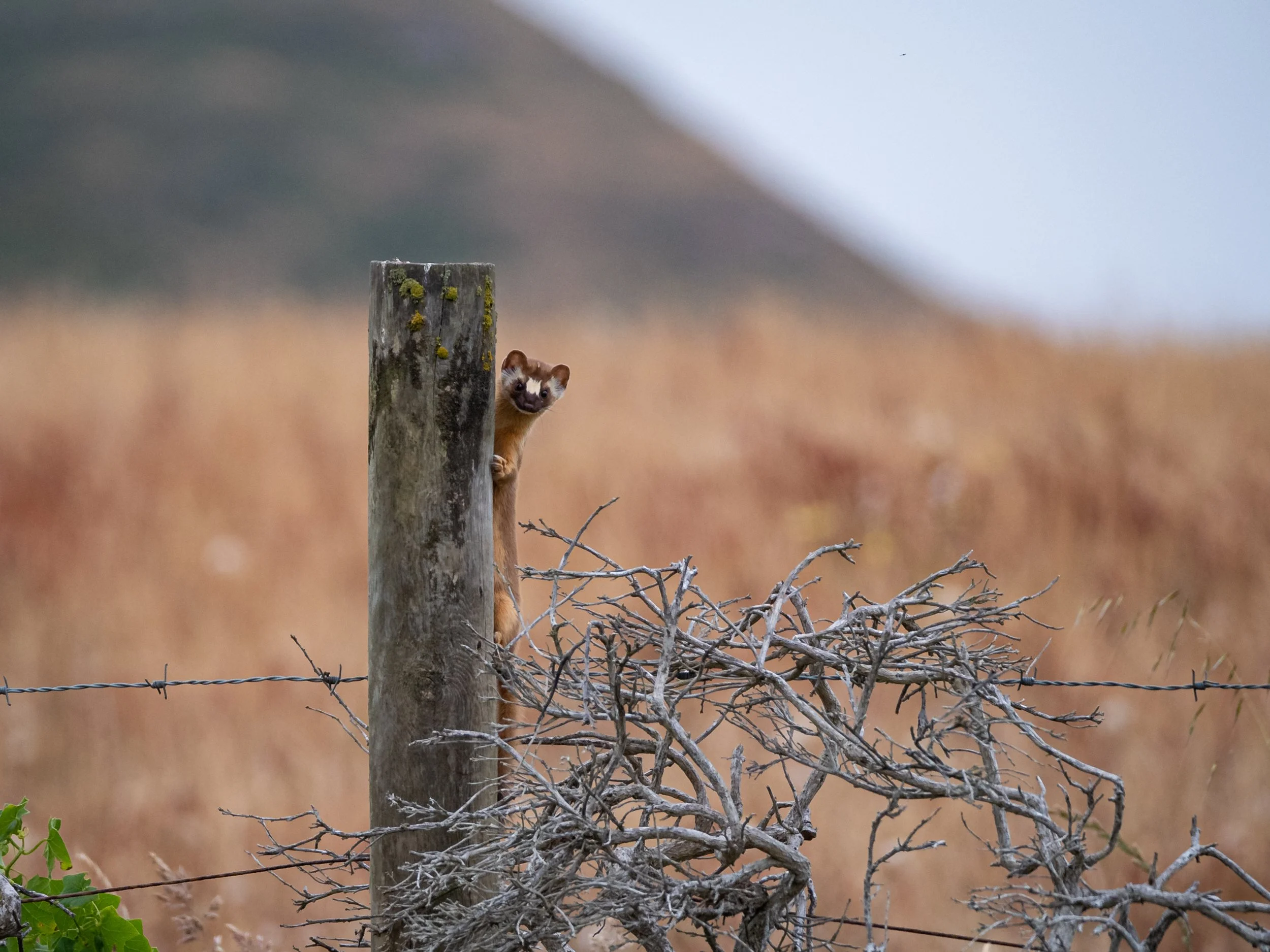 Long-tailed Weasel (1 of 1)-2.jpg